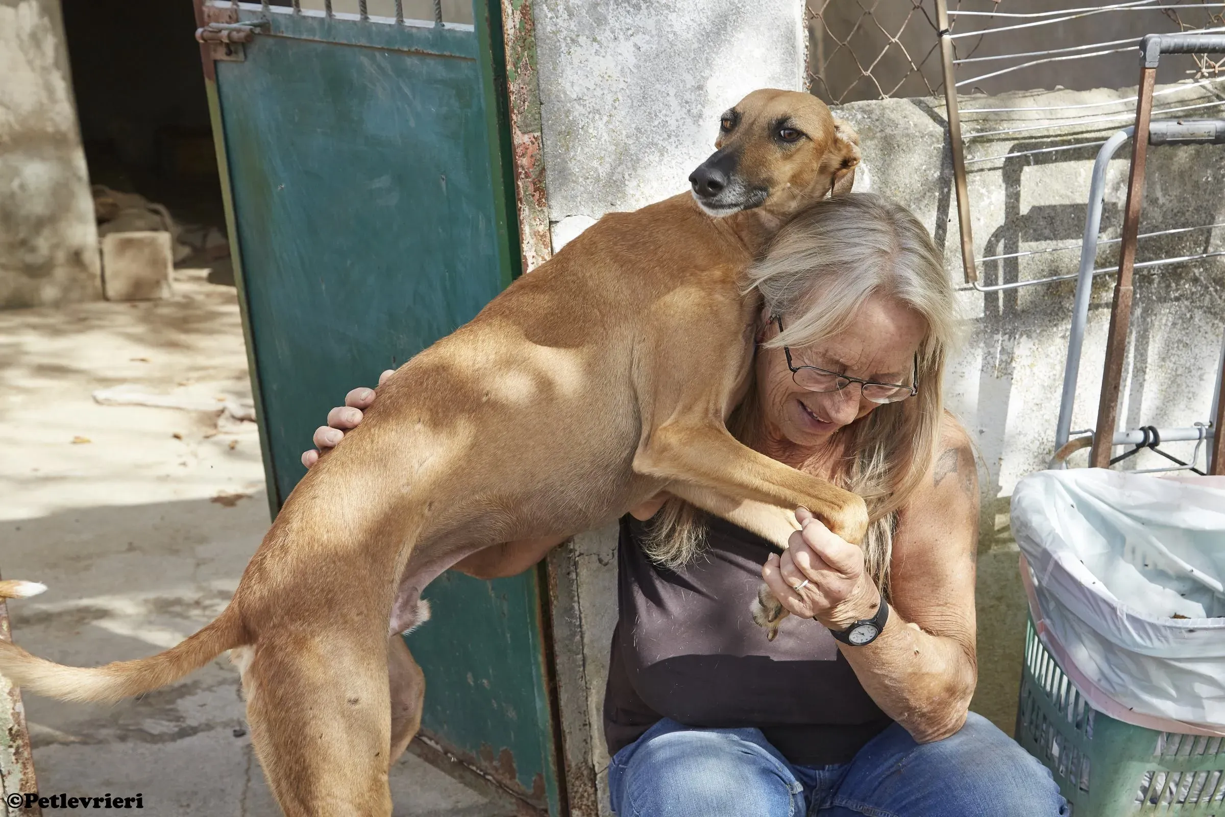 Cosmo adozione levrieri galgo 015