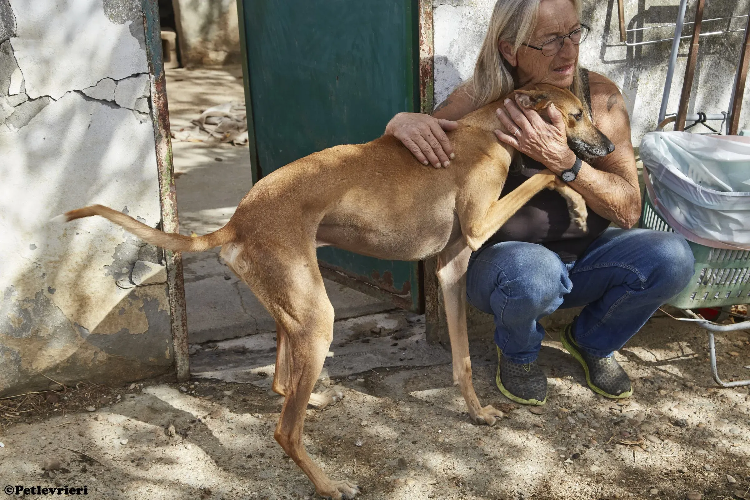 Cosmo adozione levrieri galgo 017