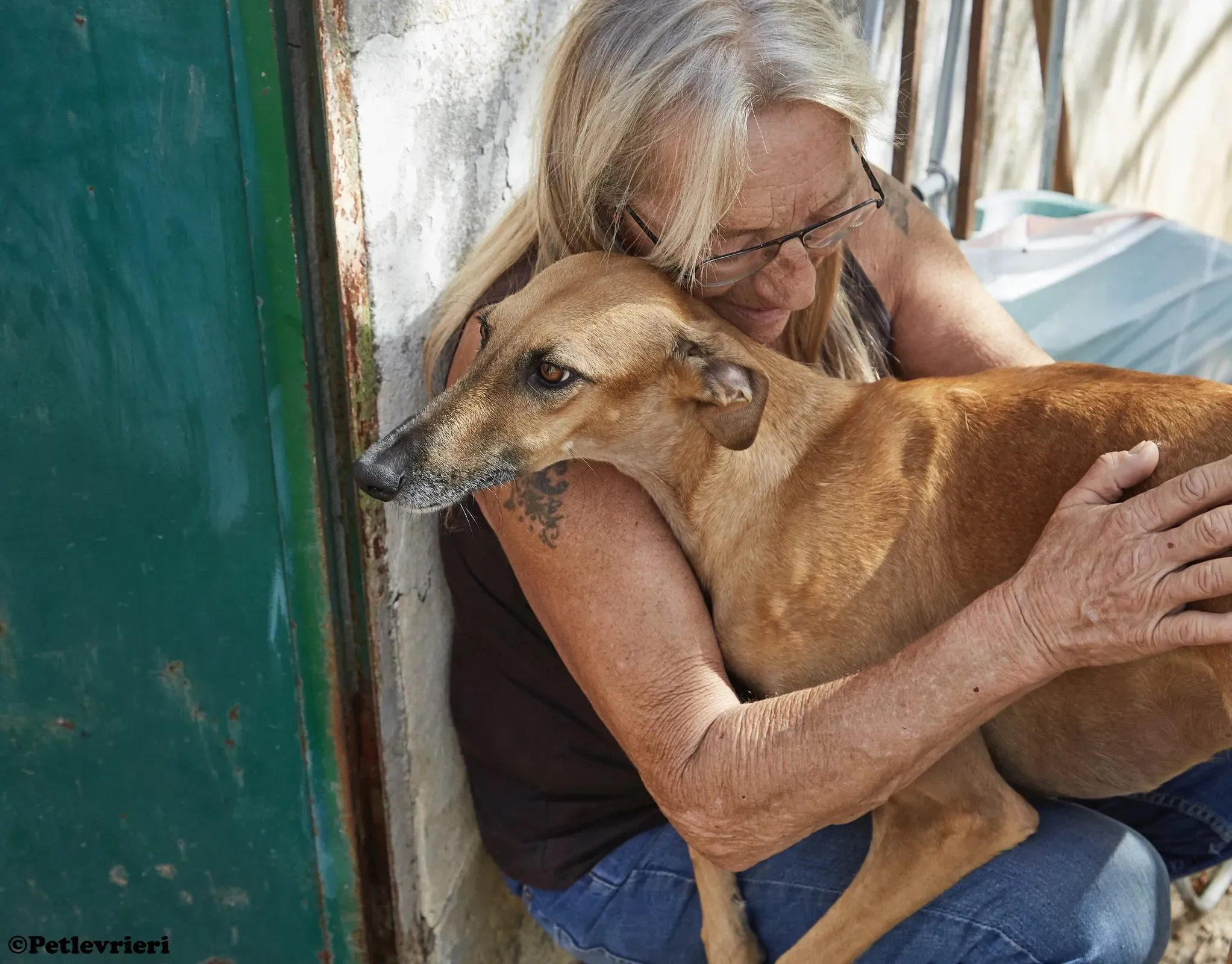 Cosmo adozione levrieri galgo 019