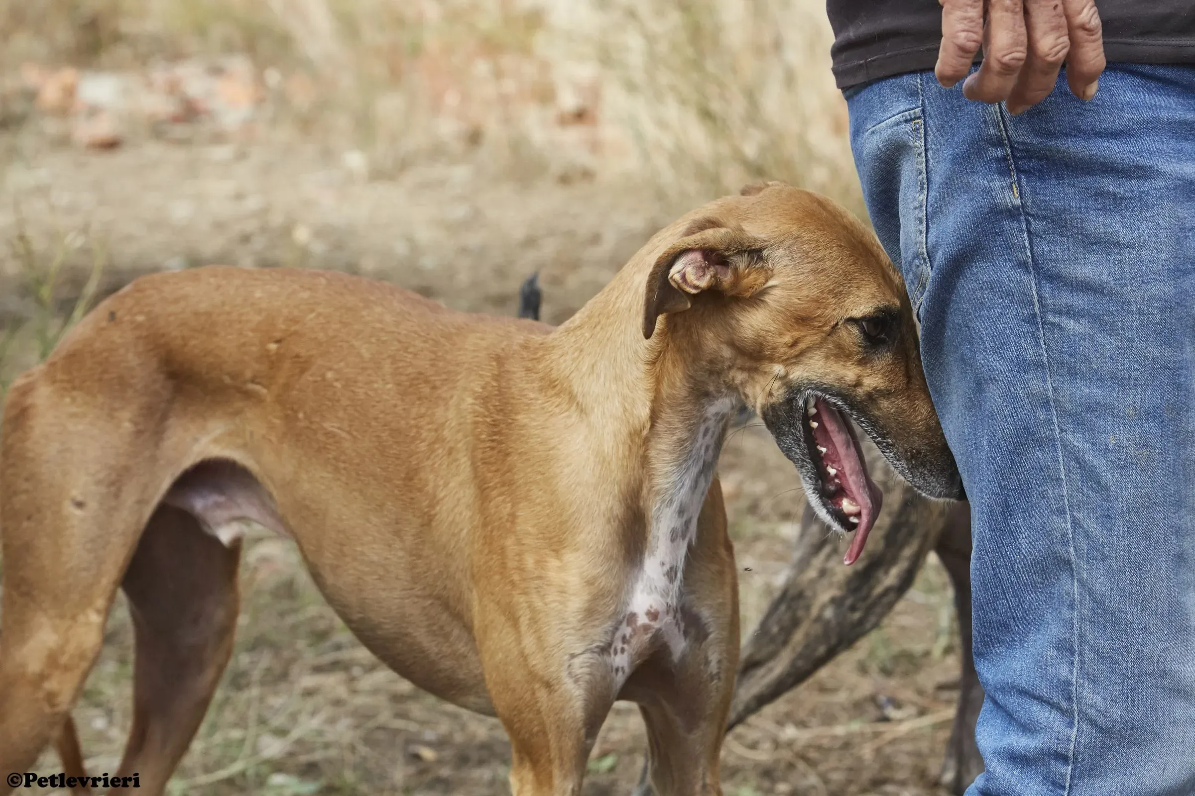 Cosmo adozione levrieri galgo 02