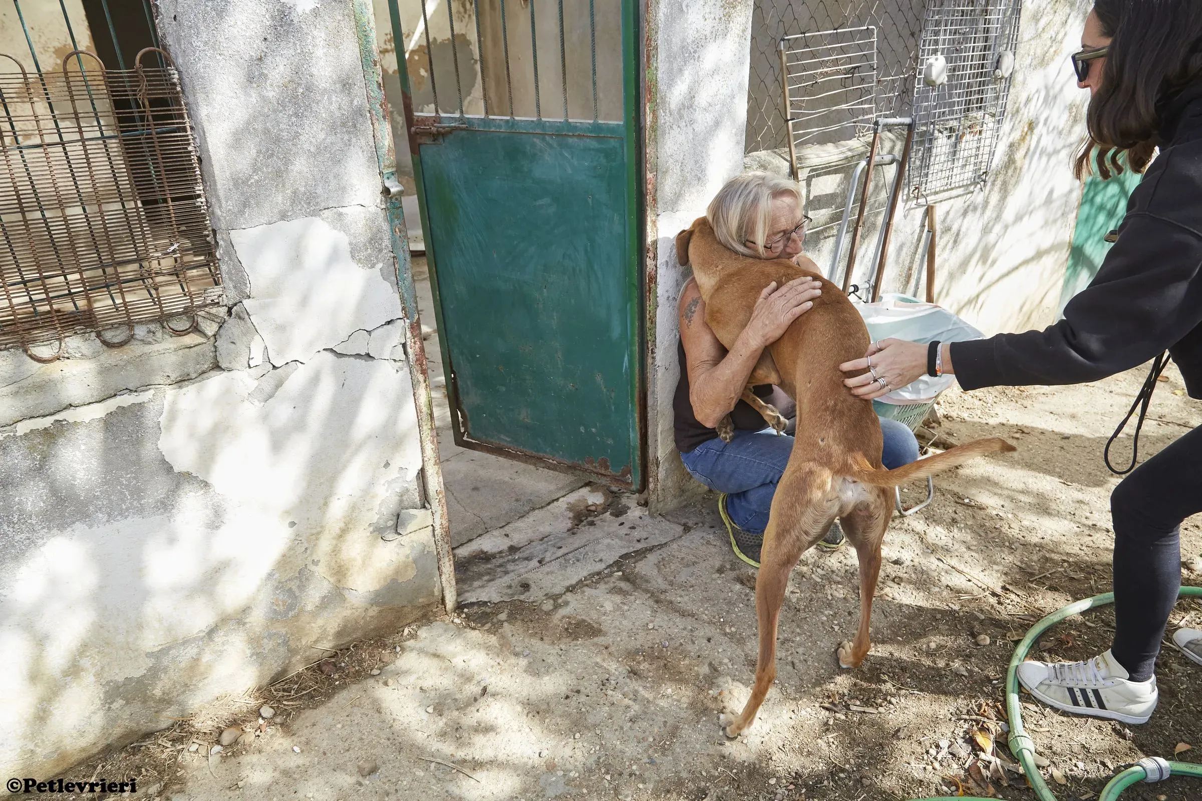 Cosmo adozione levrieri galgo 020