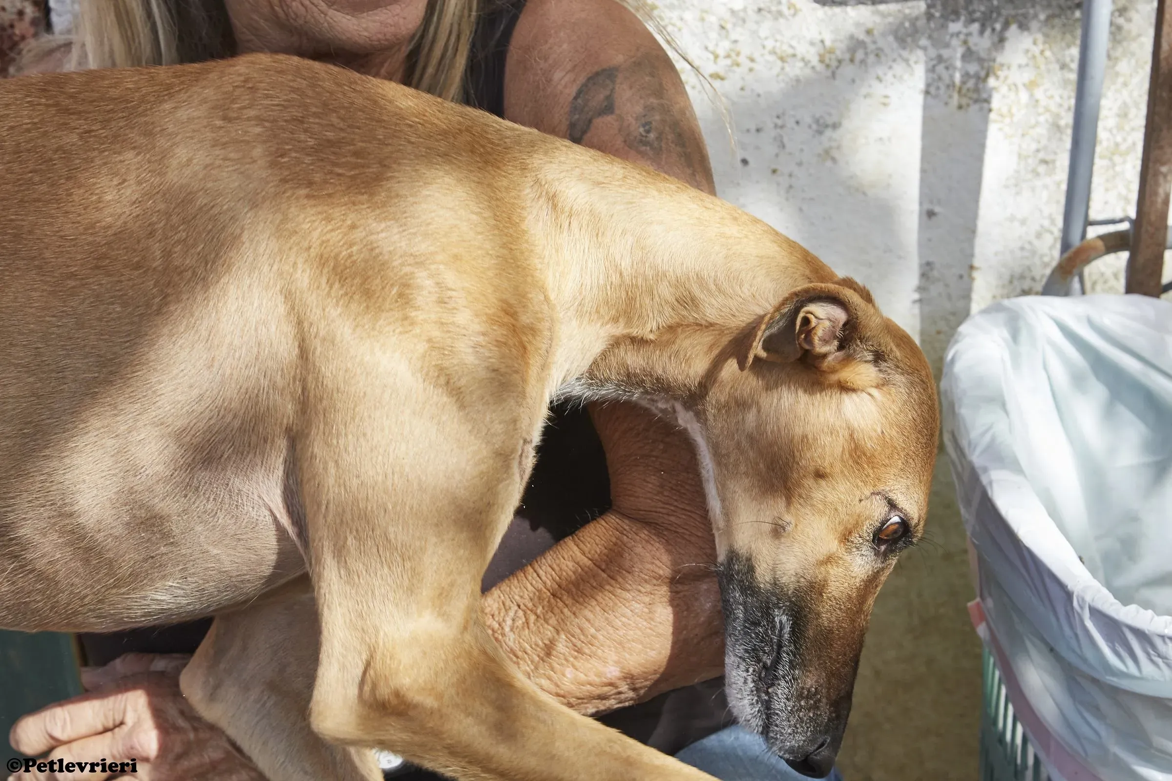 Cosmo adozione levrieri galgo 021
