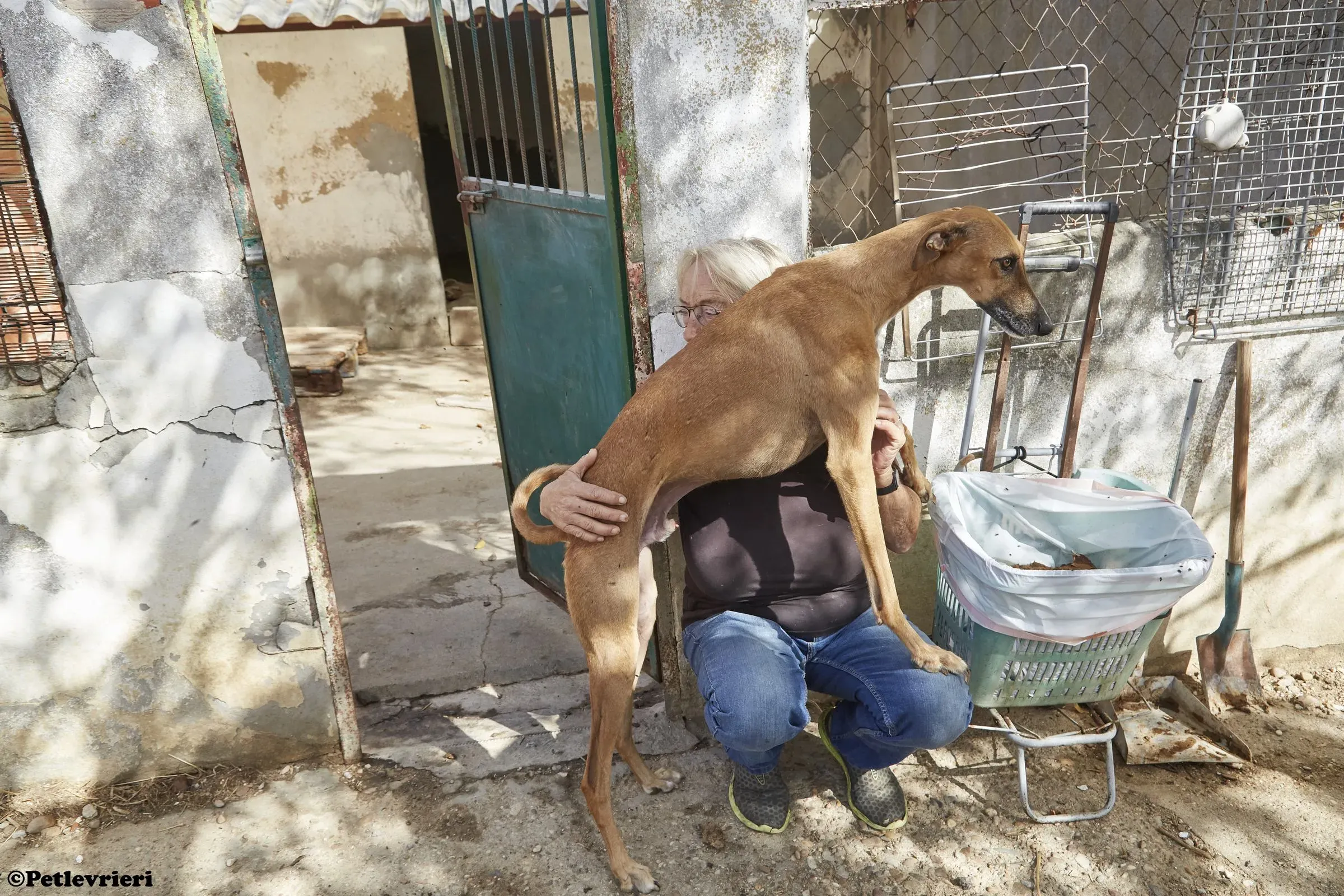 Cosmo adozione levrieri galgo 023