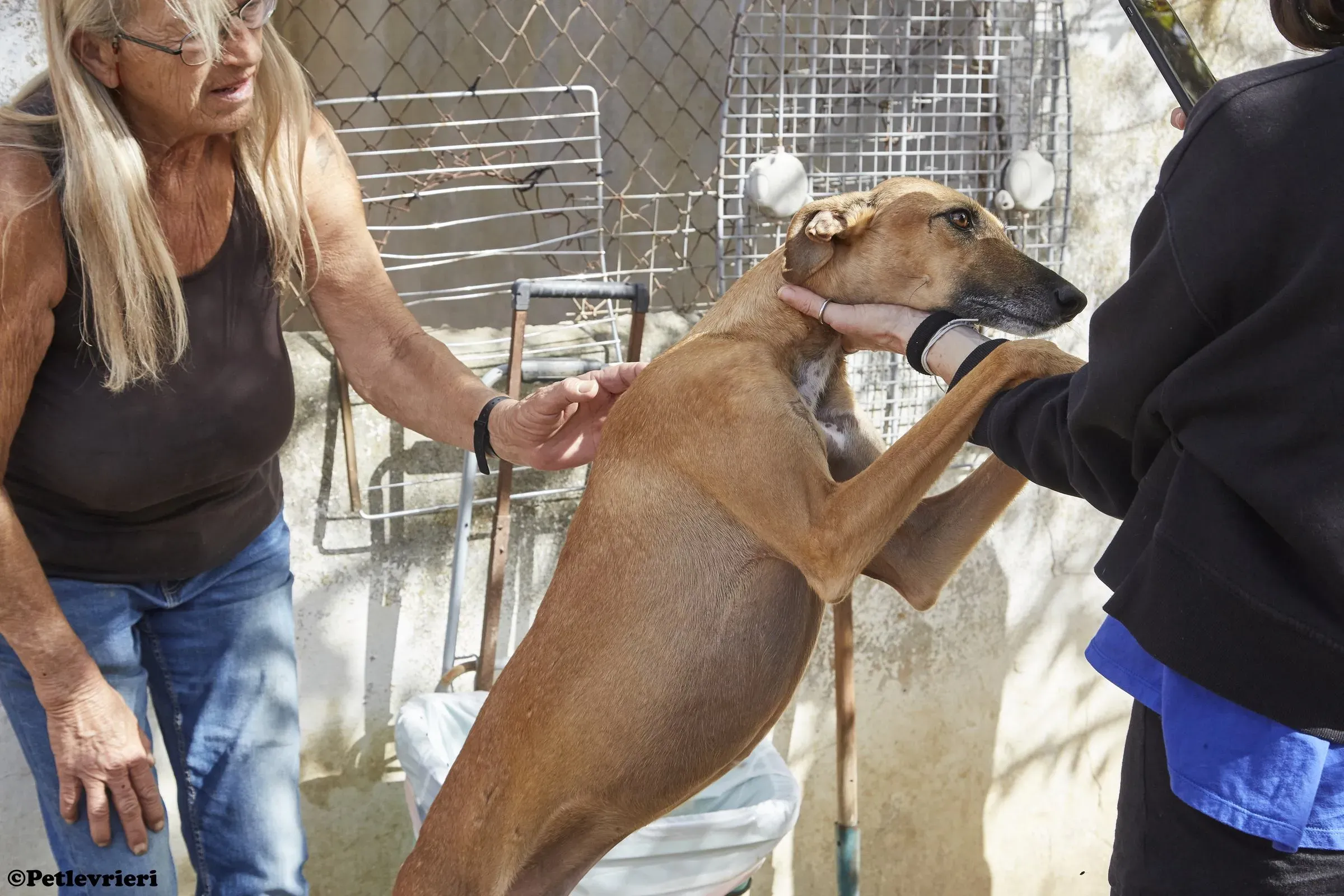 Cosmo adozione levrieri galgo 024