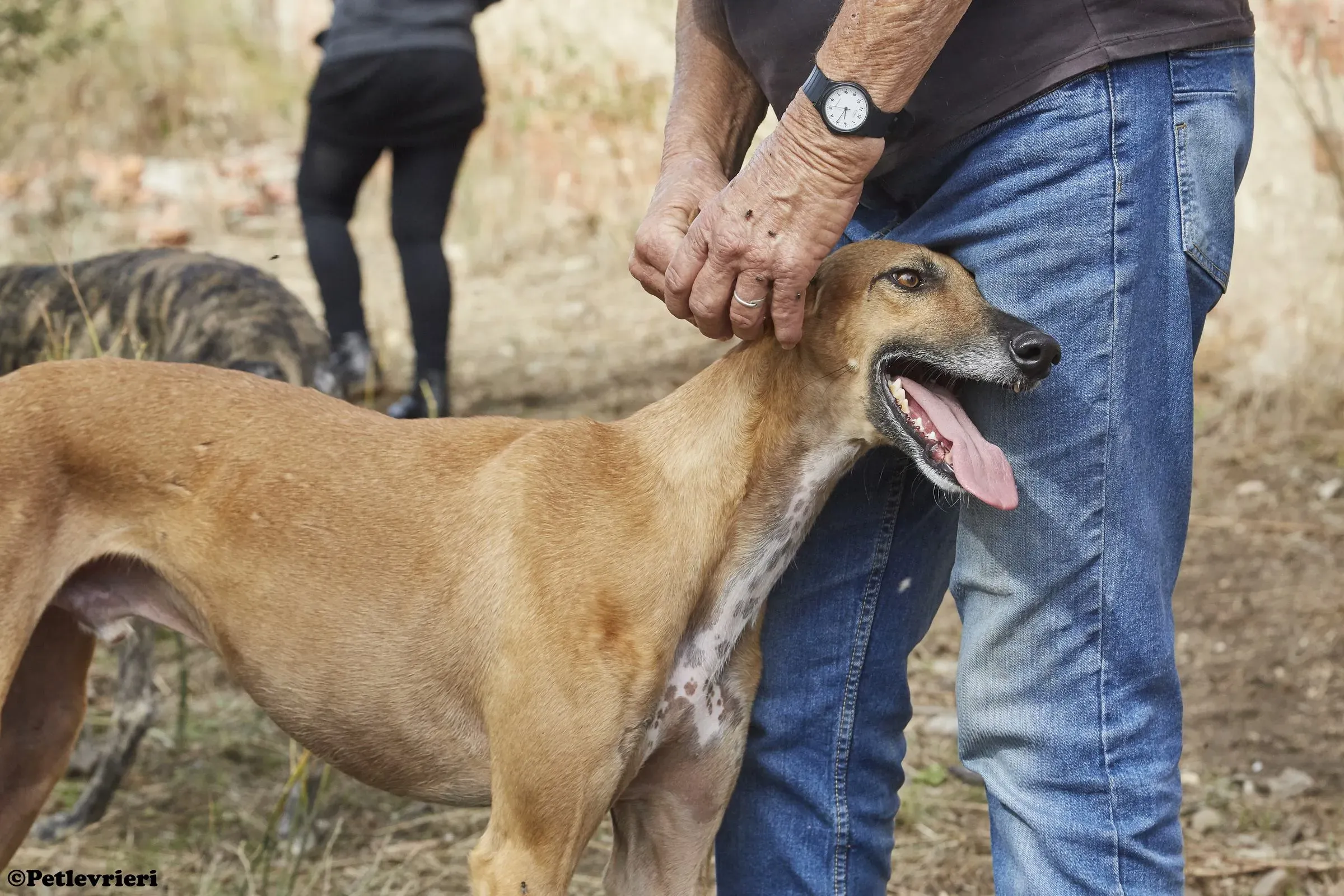 Cosmo adozione levrieri galgo 03