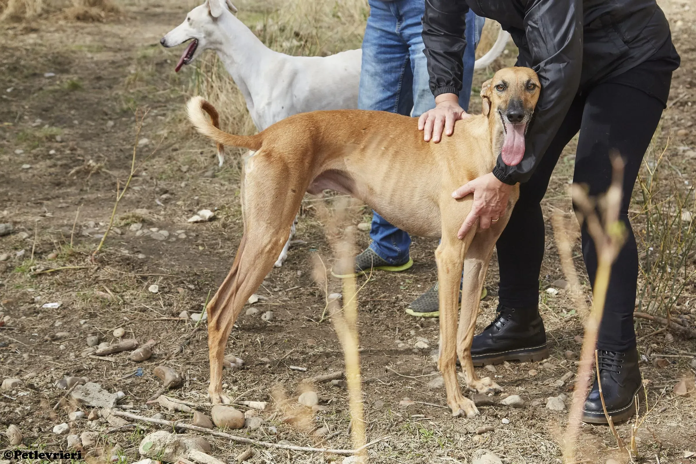 Cosmo adozione levrieri galgo 04