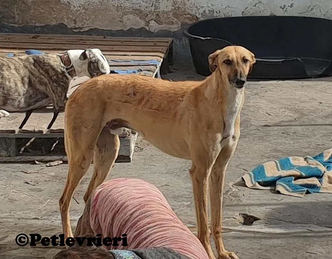 Cosmo adozione levrieri galgo 05