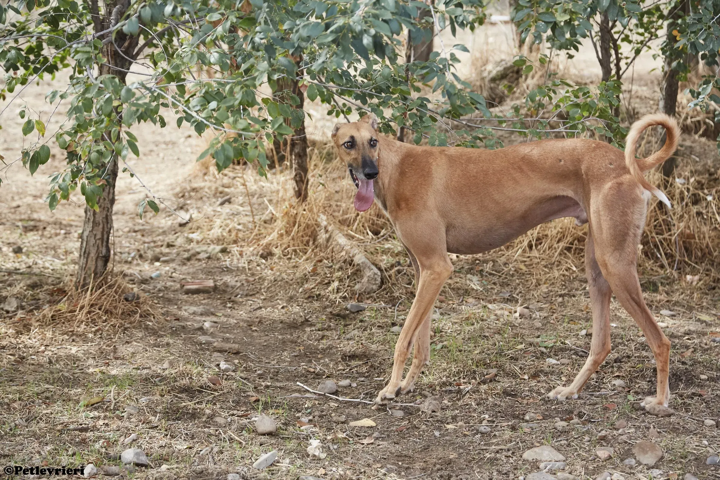 Cosmo adozione levrieri galgo 06