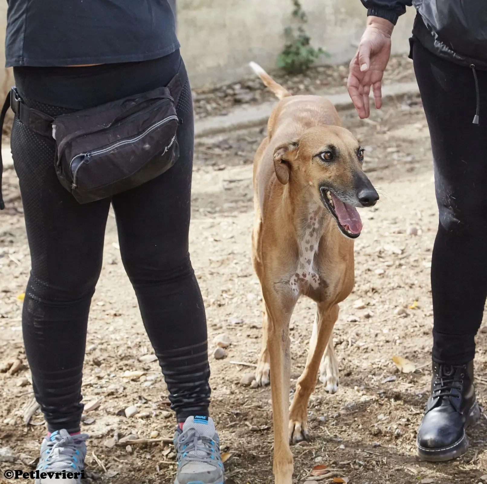Cosmo adozione levrieri galgo 07