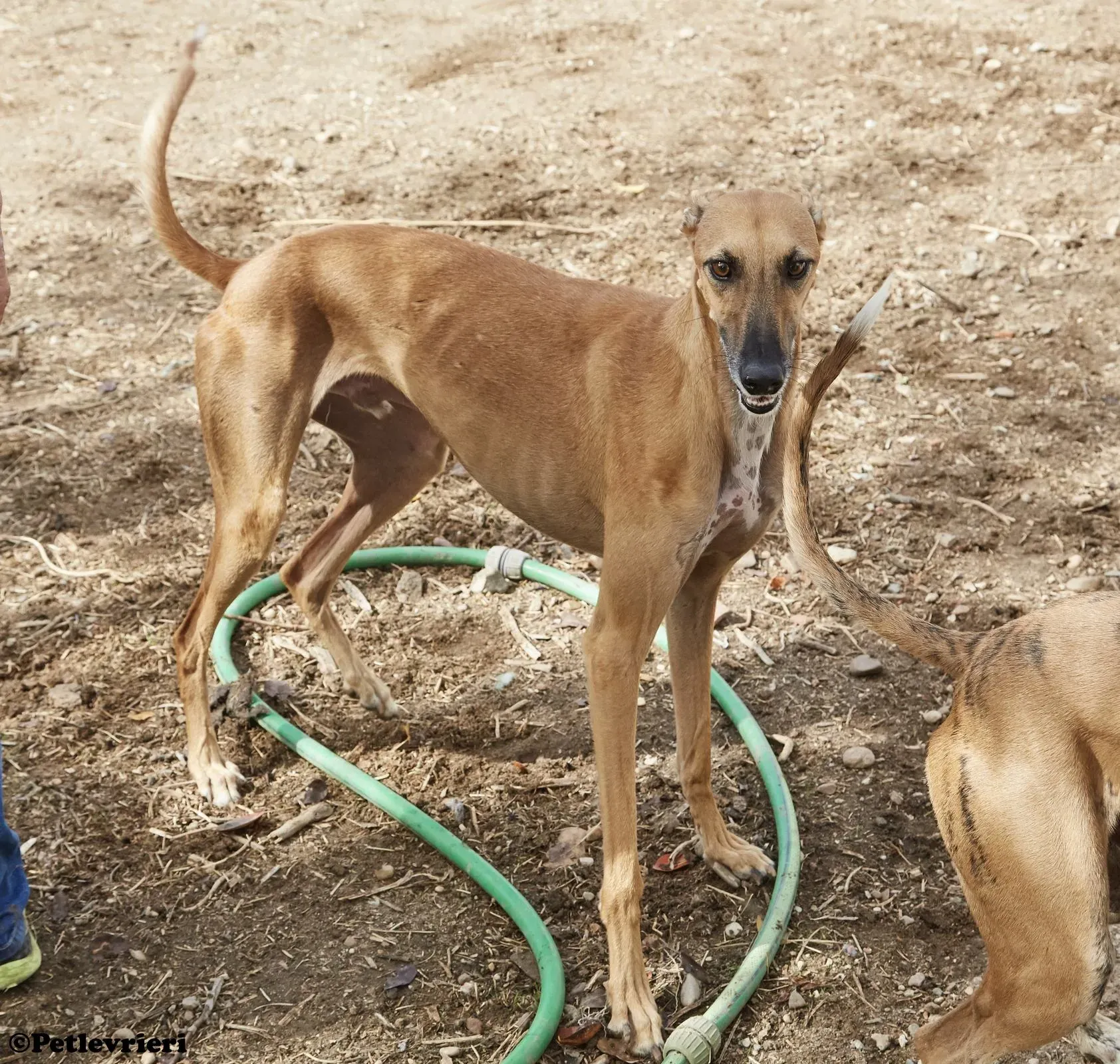 Cosmo adozione levrieri galgo 09