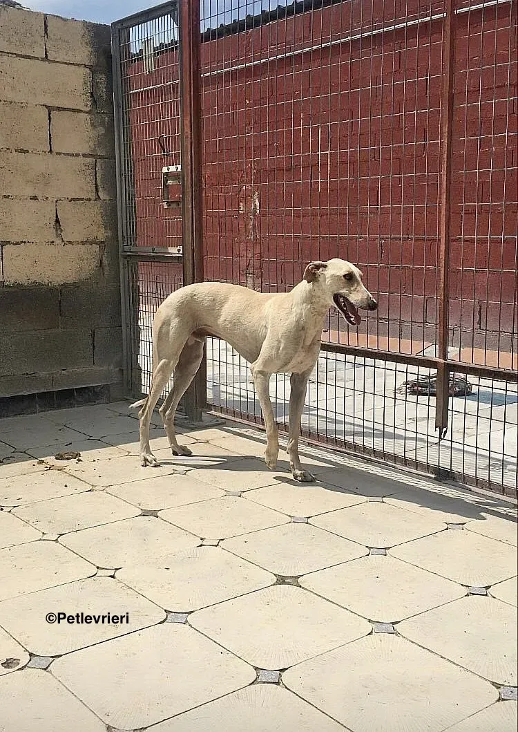 Cosmo adozione levrieri galgo 1 2