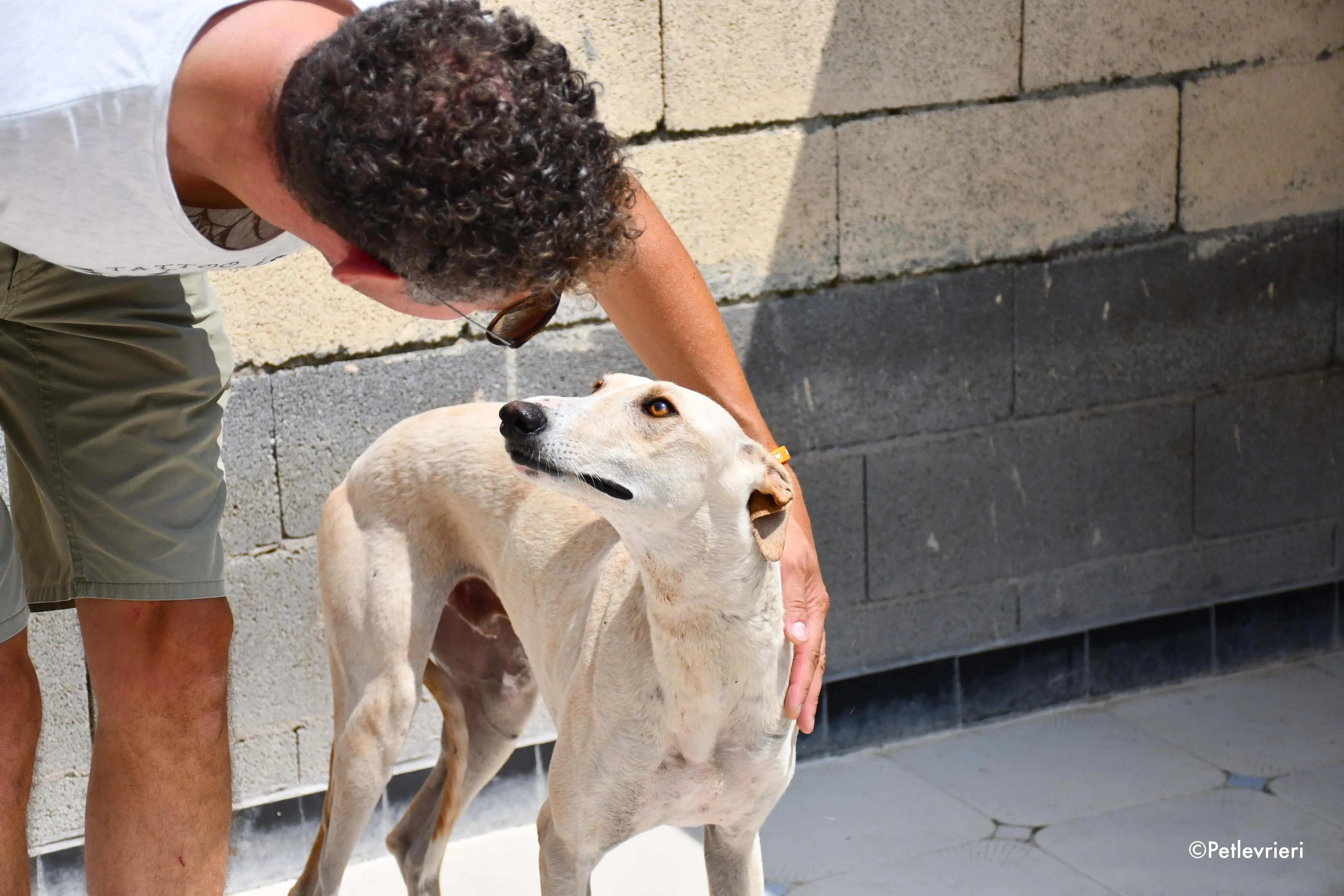 Cosmo adozione levrieri galgo 1