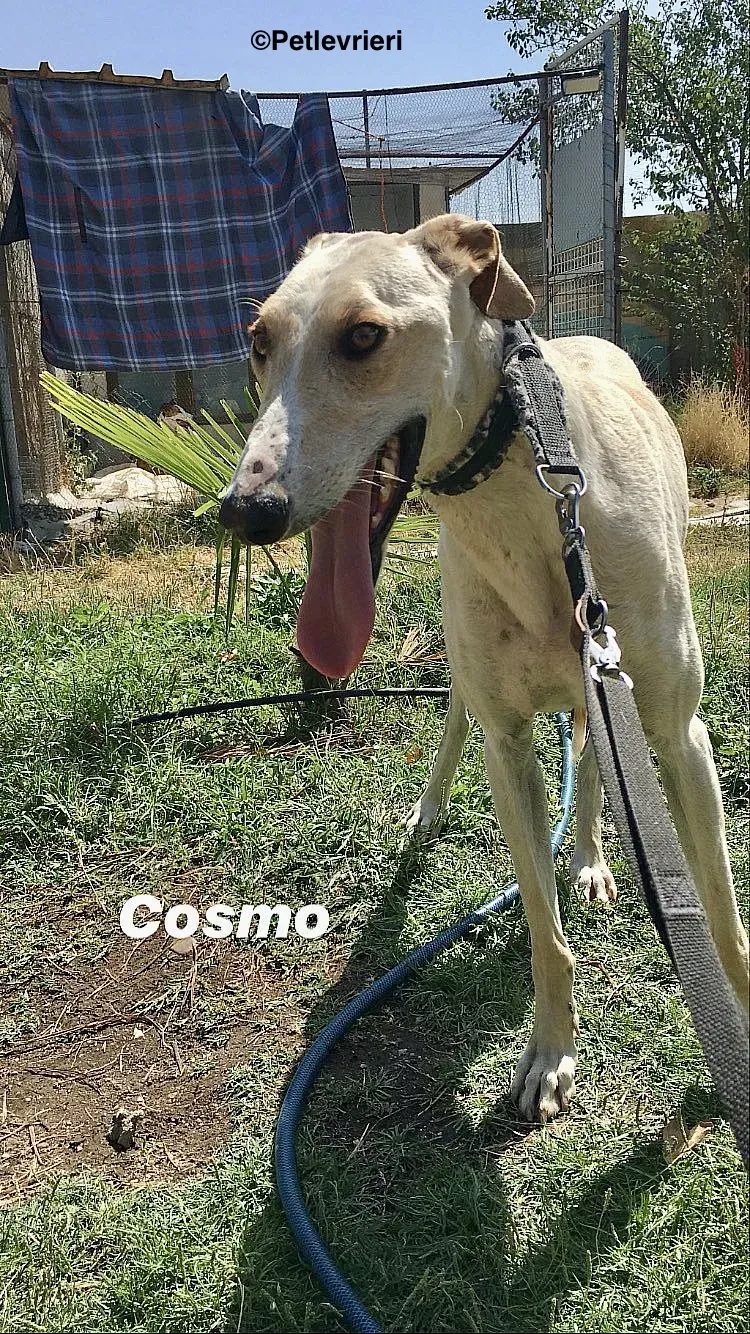 Cosmo adozione levrieri galgo 2 2