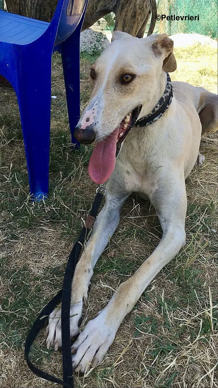 Cosmo adozione levrieri galgo 3 2