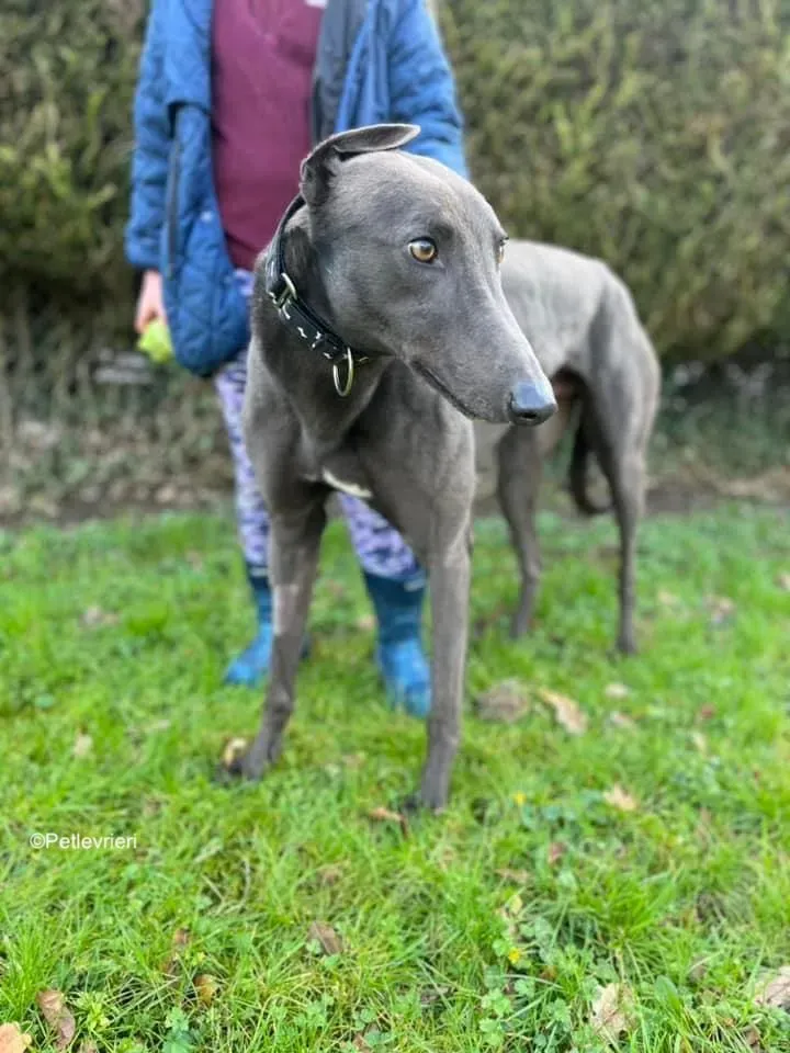 Cosmo adozione levrieri greyhound 10