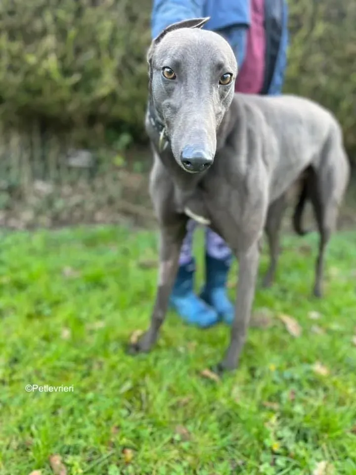 Cosmo adozione levrieri greyhound 11