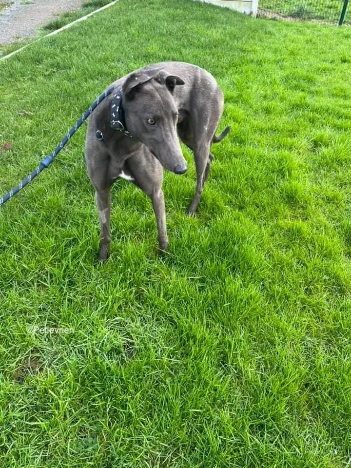 Cosmo adozione levrieri greyhound 12