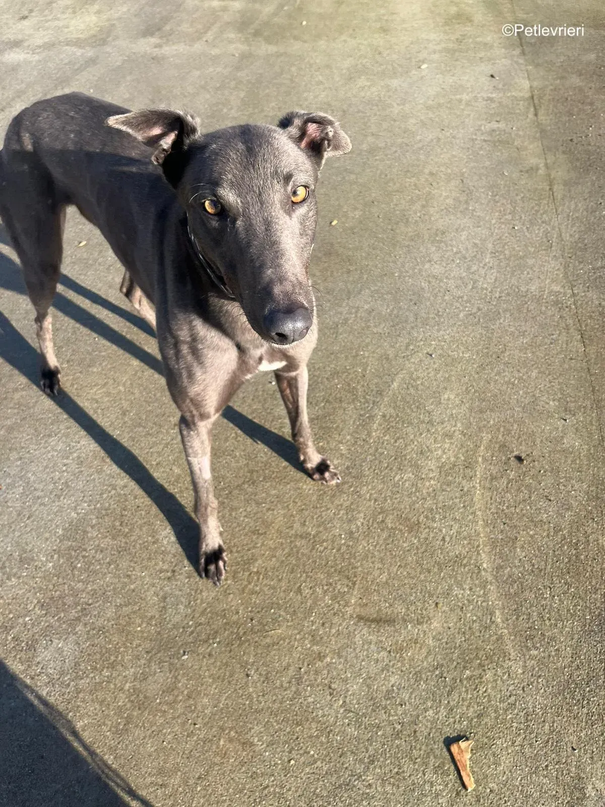 Cosmo adozione levrieri greyhound 2