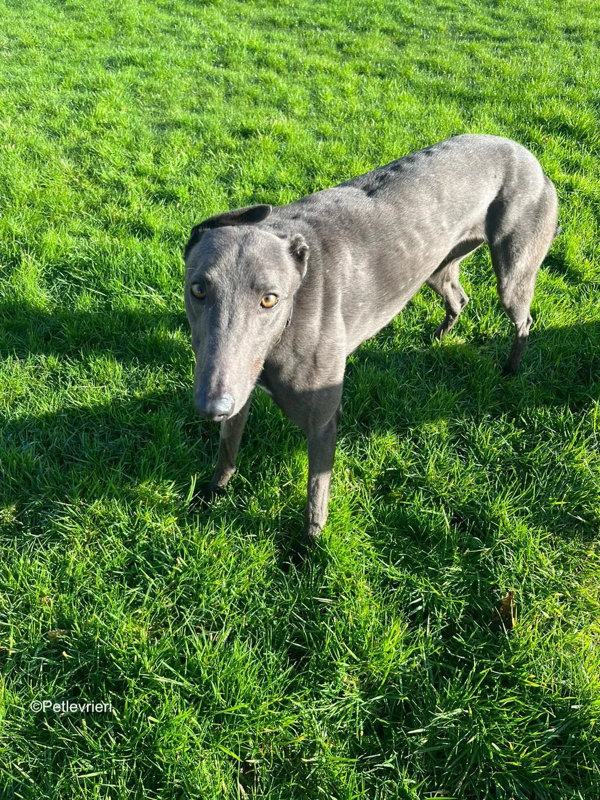 Cosmo adozione levrieri greyhound 3