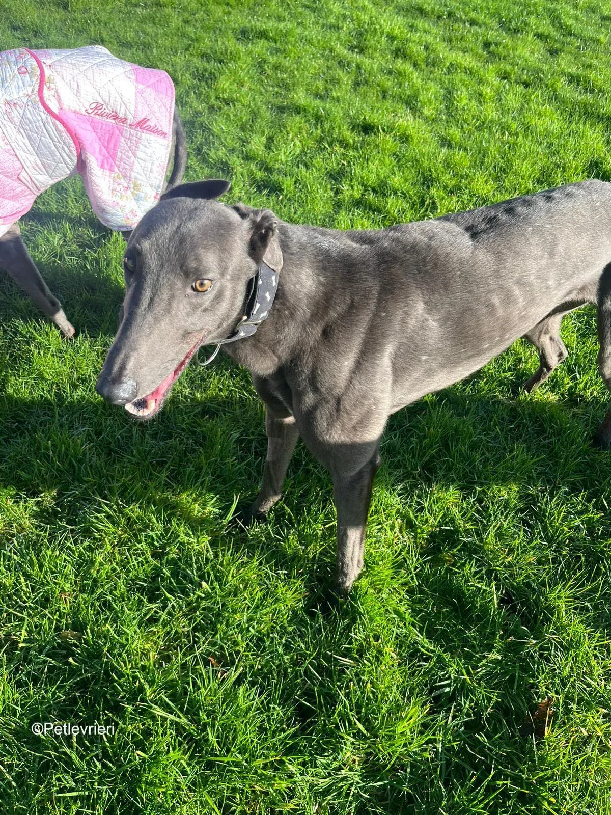 Cosmo adozione levrieri greyhound 4