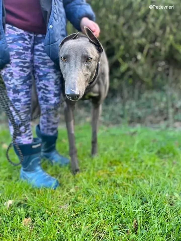 Cosmo adozione levrieri greyhound 5