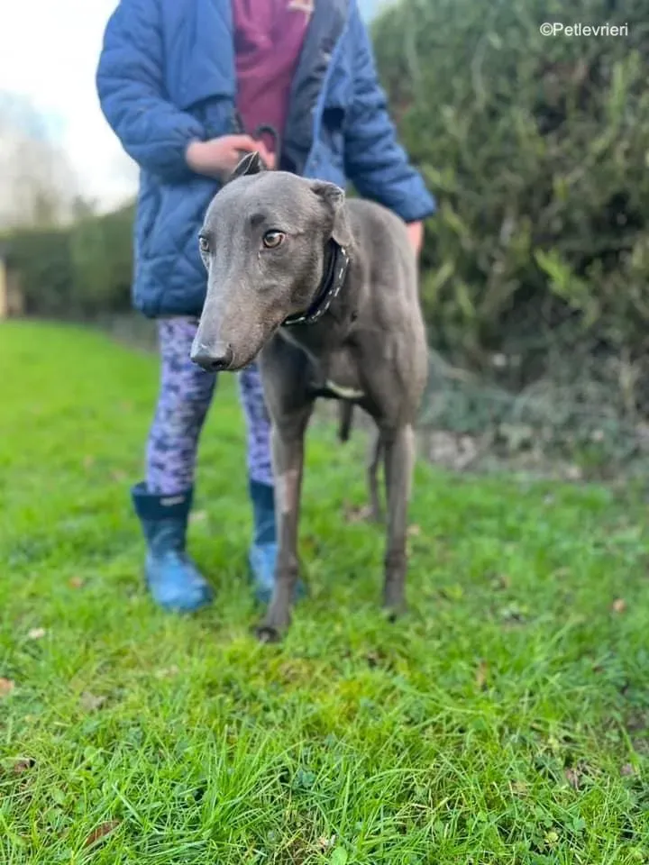 Cosmo adozione levrieri greyhound 6