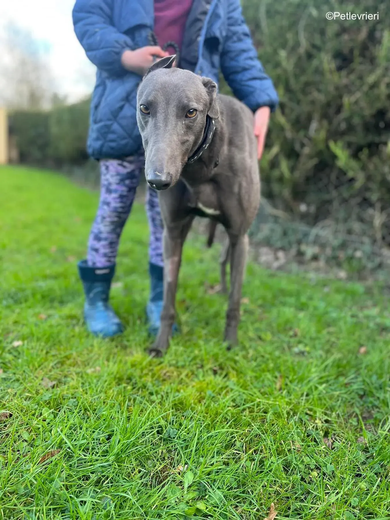 Cosmo adozione levrieri greyhound 7