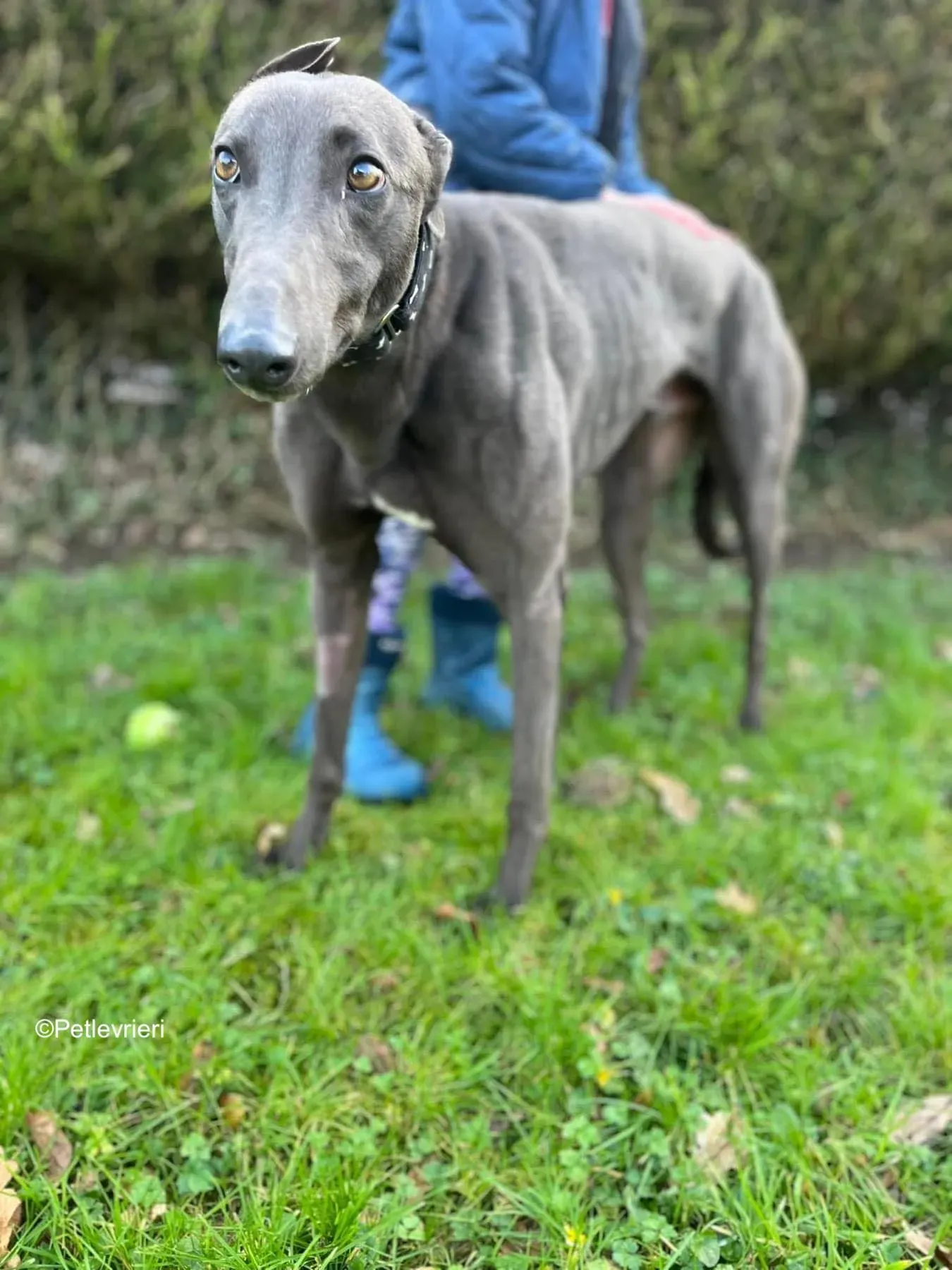 Cosmo adozione levrieri greyhound 8