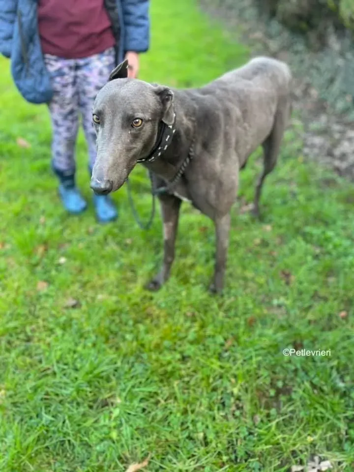 Cosmo adozione levrieri greyhound 9