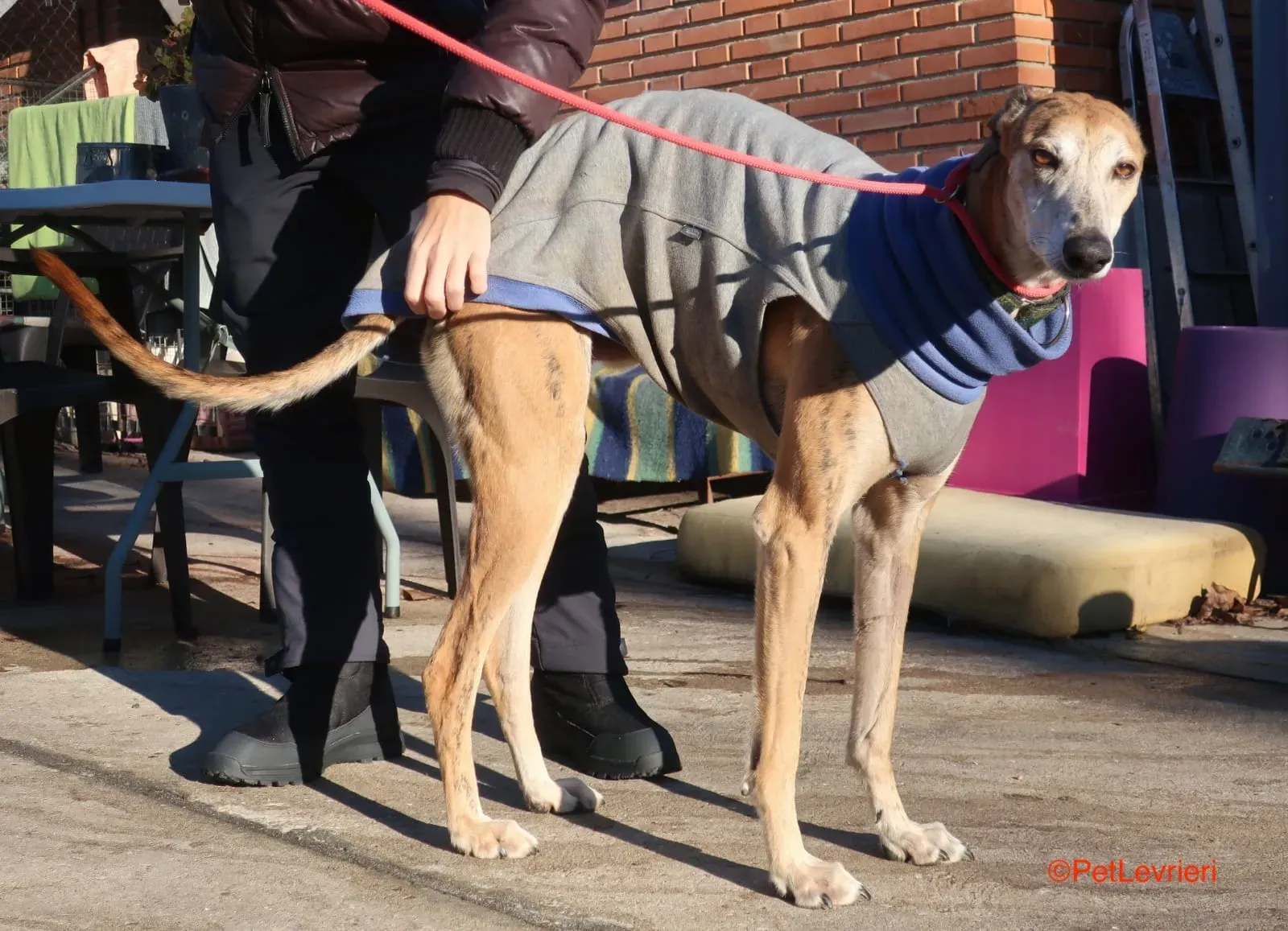 Costa adozione levrieri galgo 1 2
