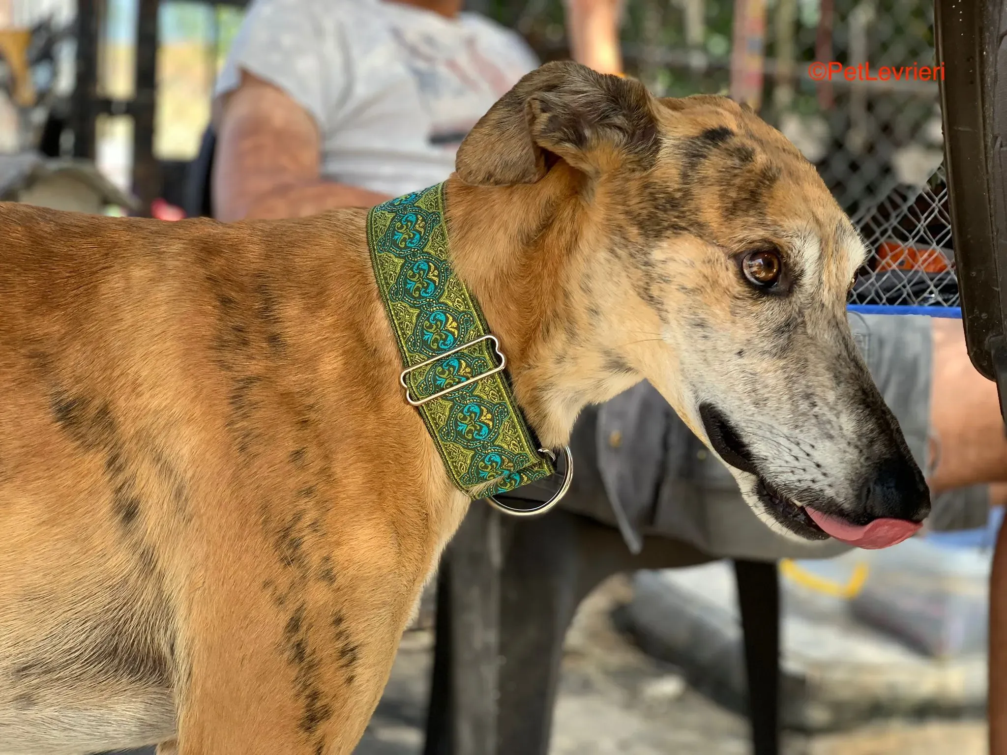 Costa adozione levrieri galgo 1