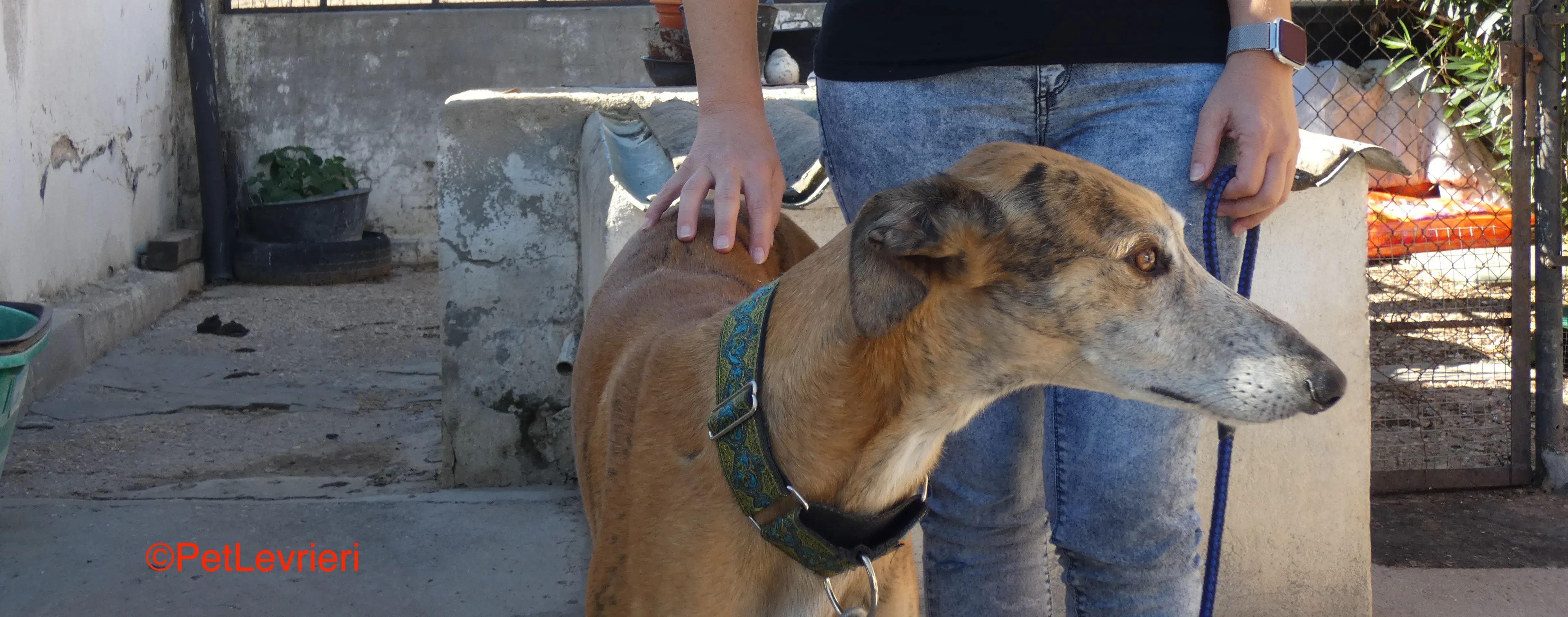 Costa adozione levrieri galgo 1JPG