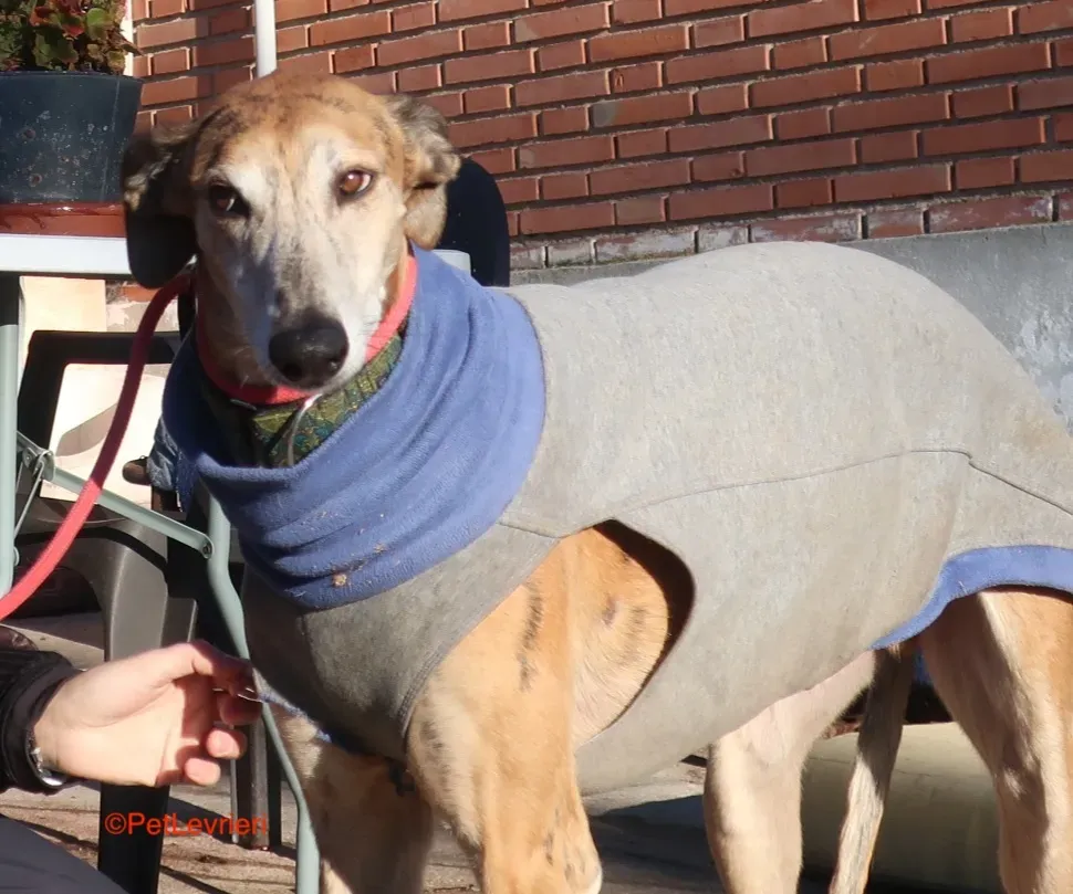 Costa adozione levrieri galgo 2 2