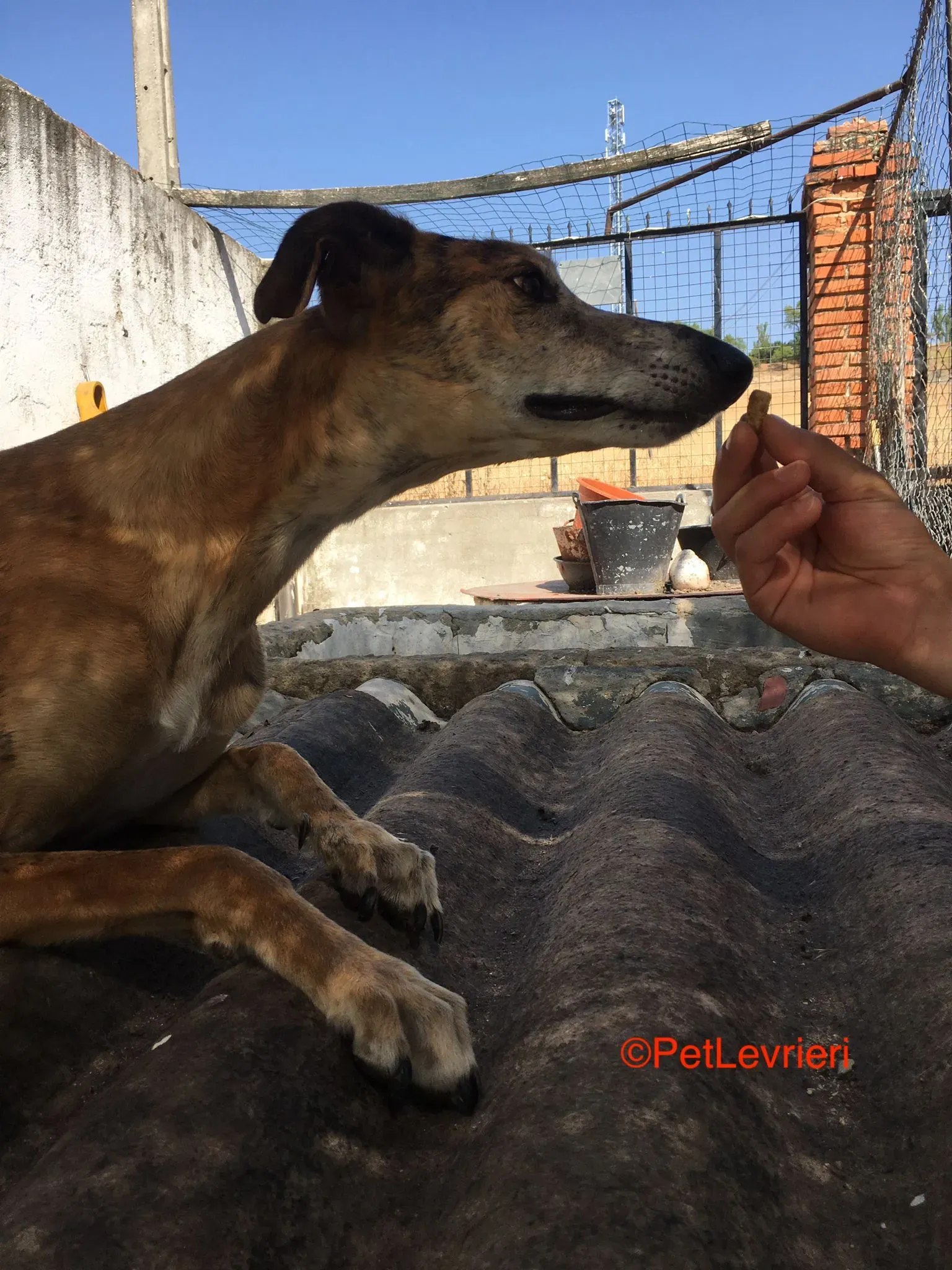 Costa adozione levrieri galgo 2