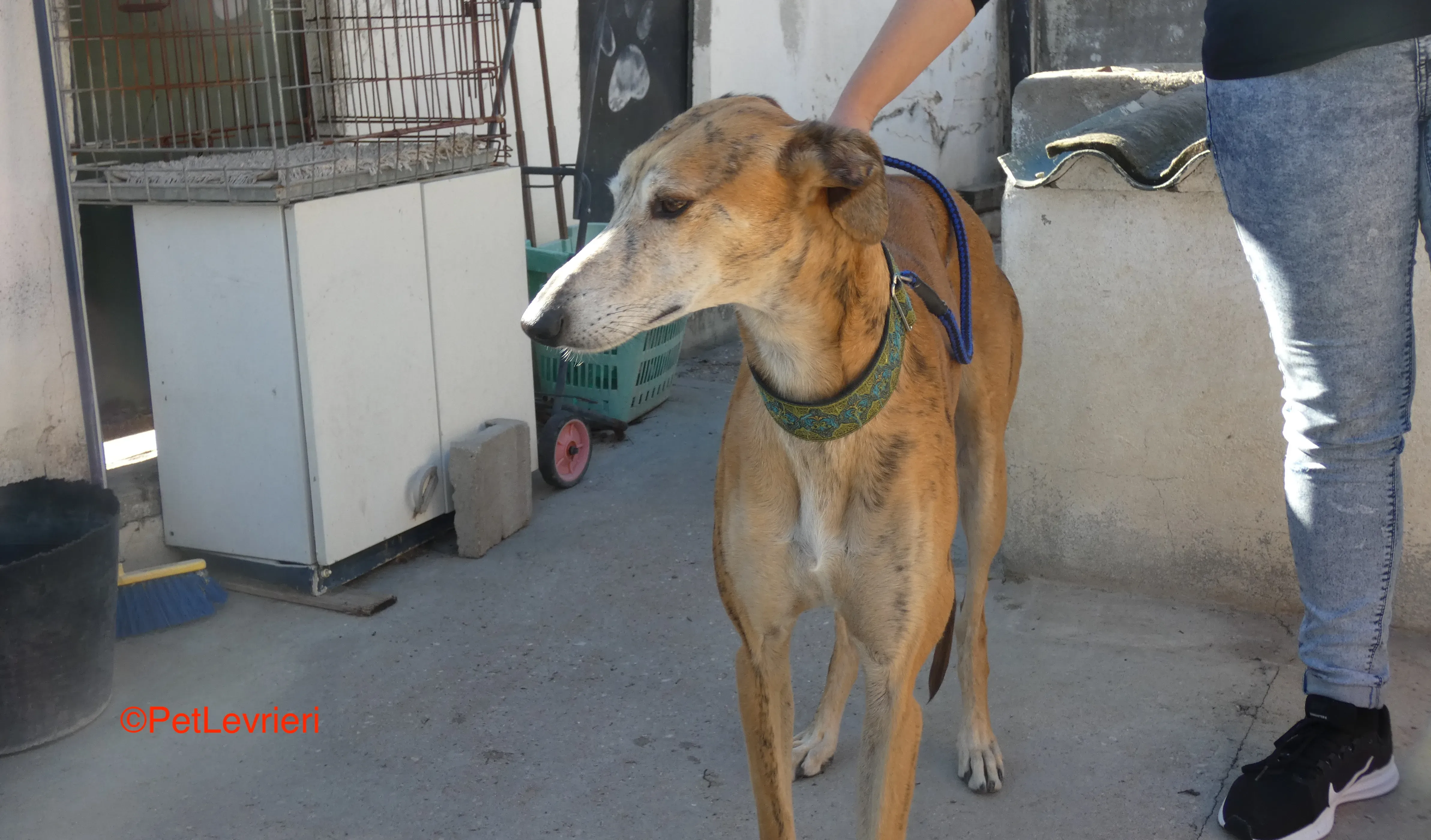 Costa adozione levrieri galgo 2JPG