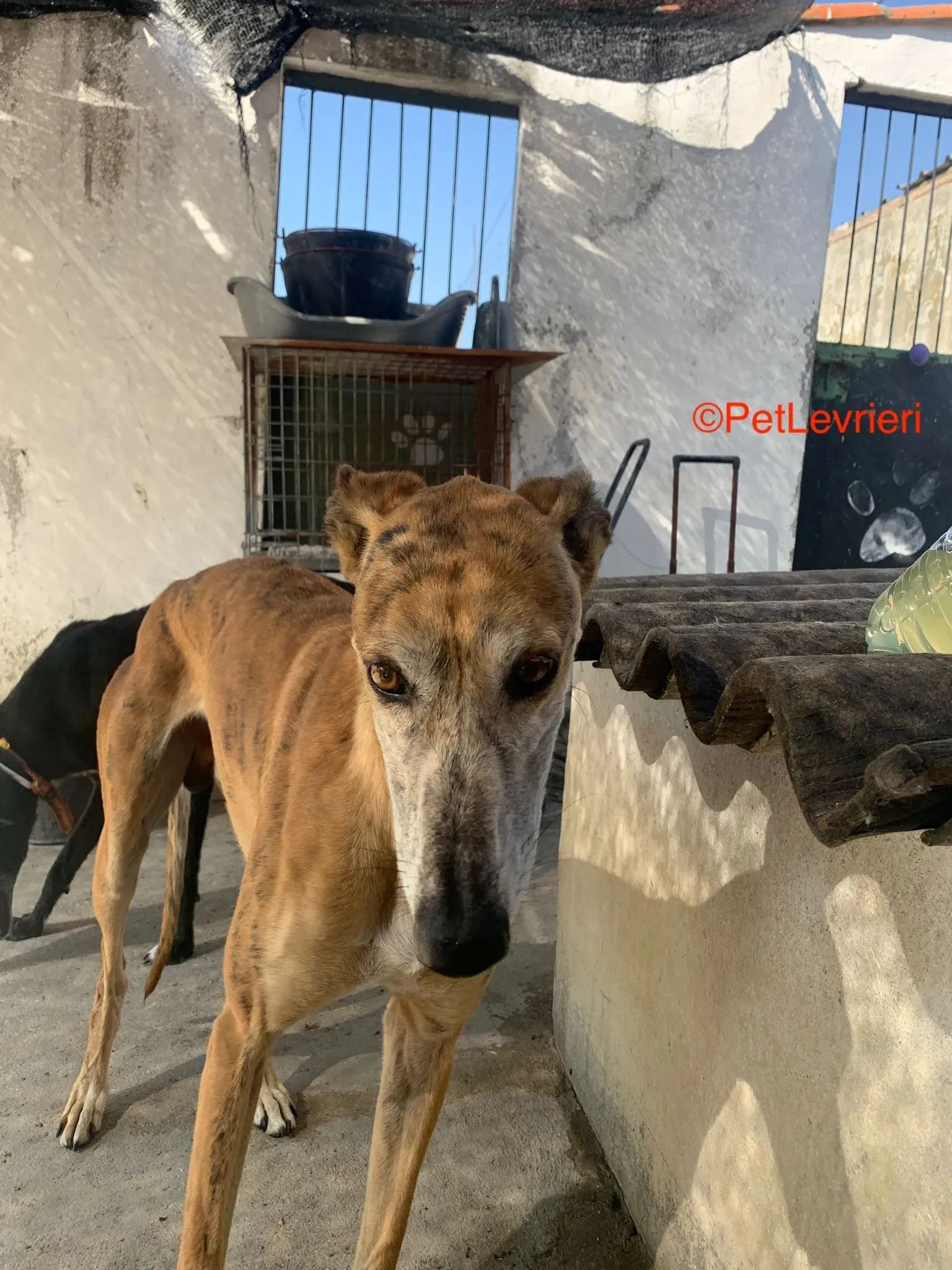 Costa adozione levrieri galgo 3
