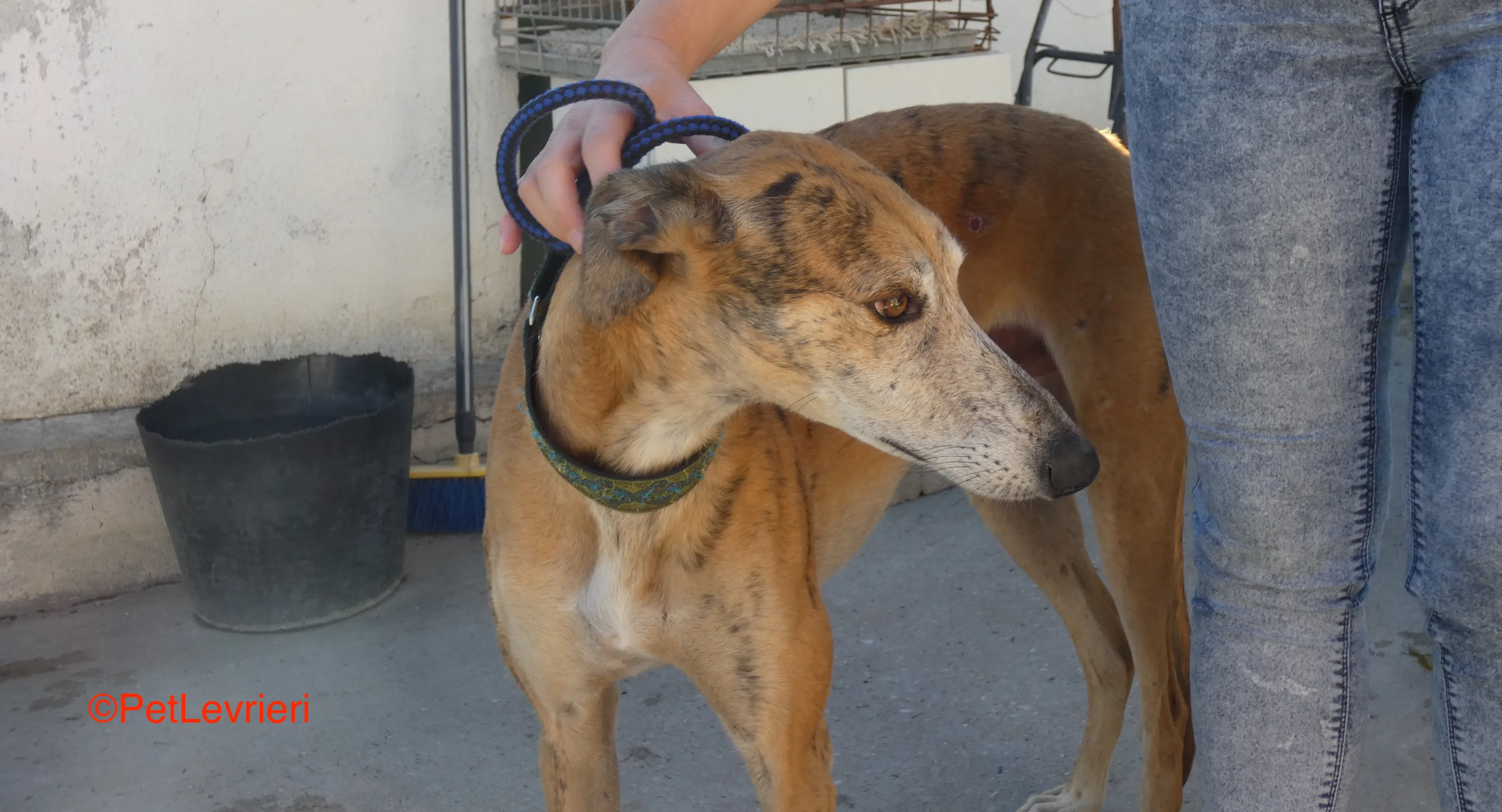 Costa adozione levrieri galgo 3JPG