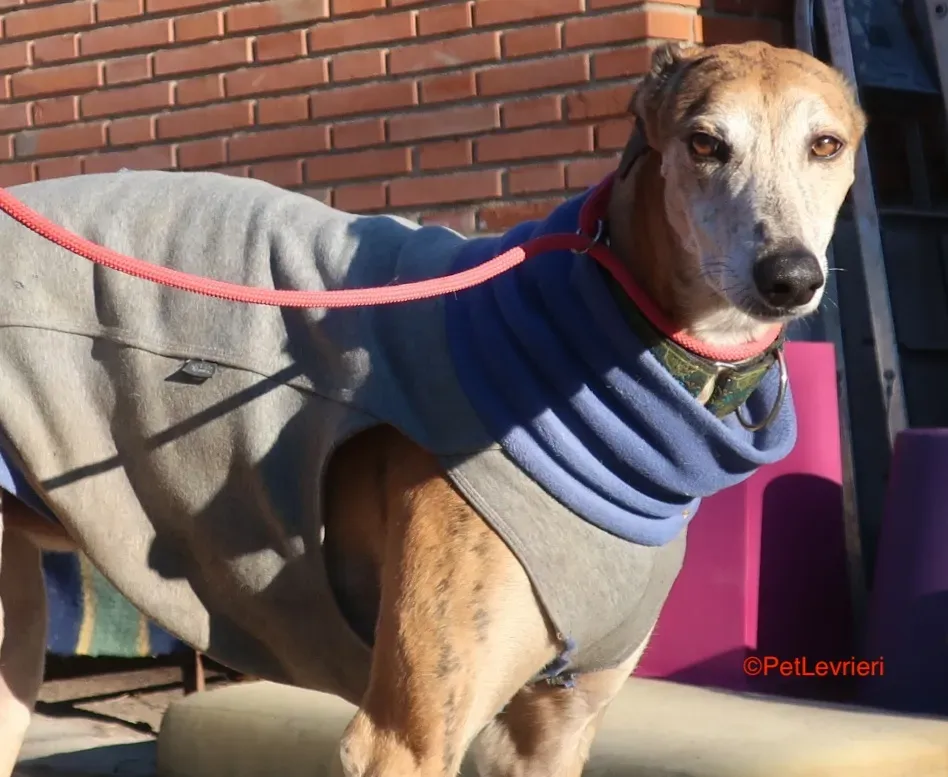 Costa adozione levrieri galgo 4 1