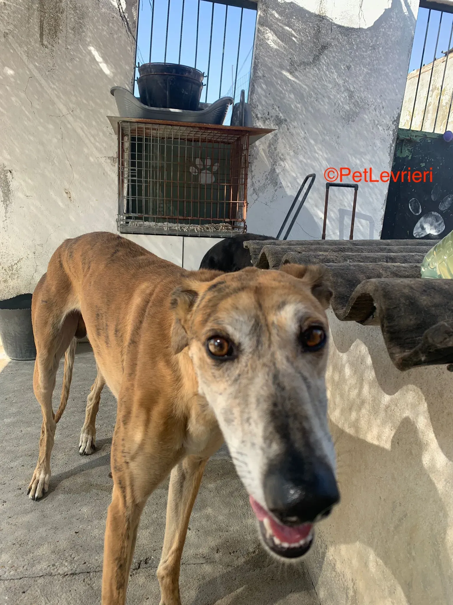 Costa adozione levrieri galgo 4