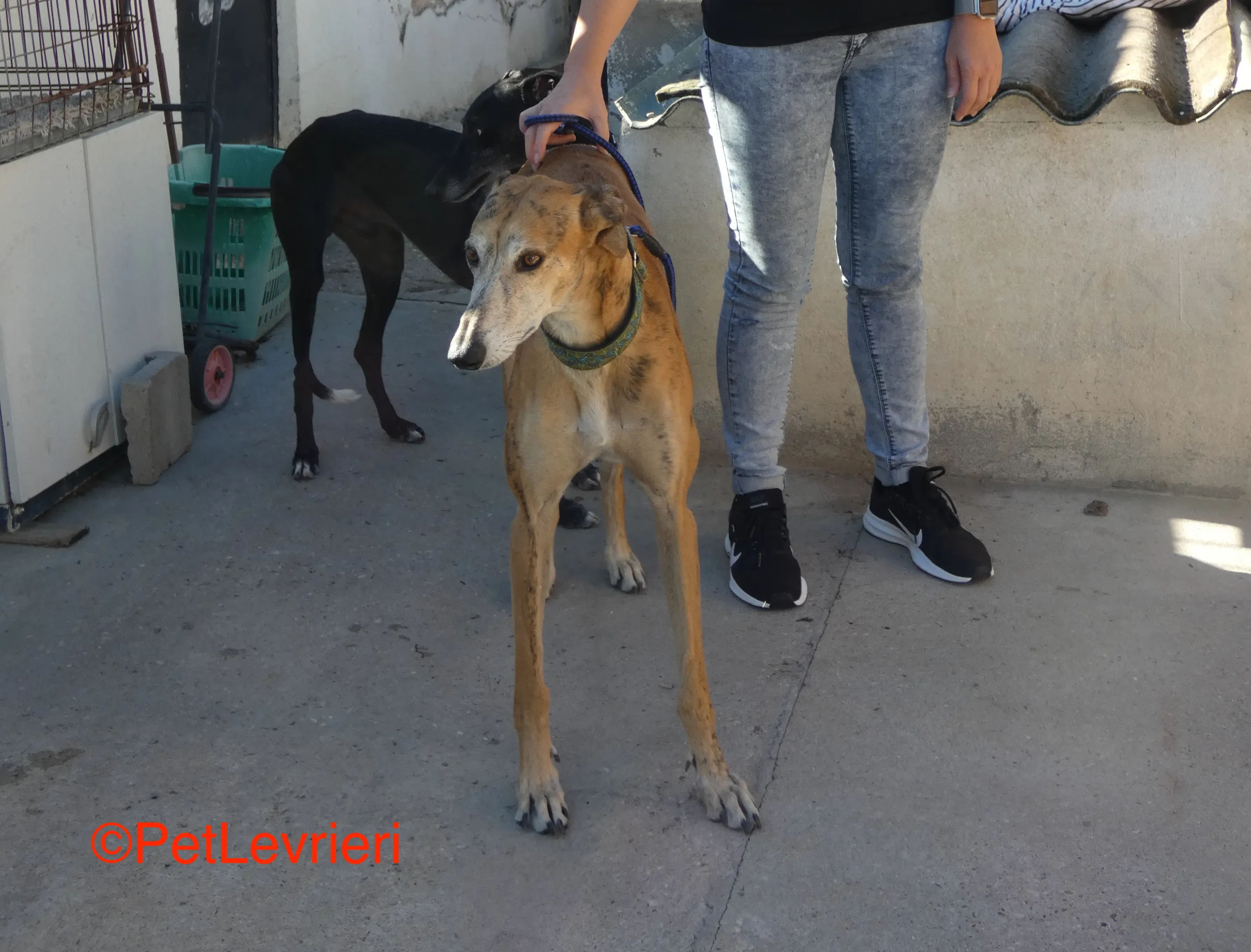 Costa adozione levrieri galgo 4JPG