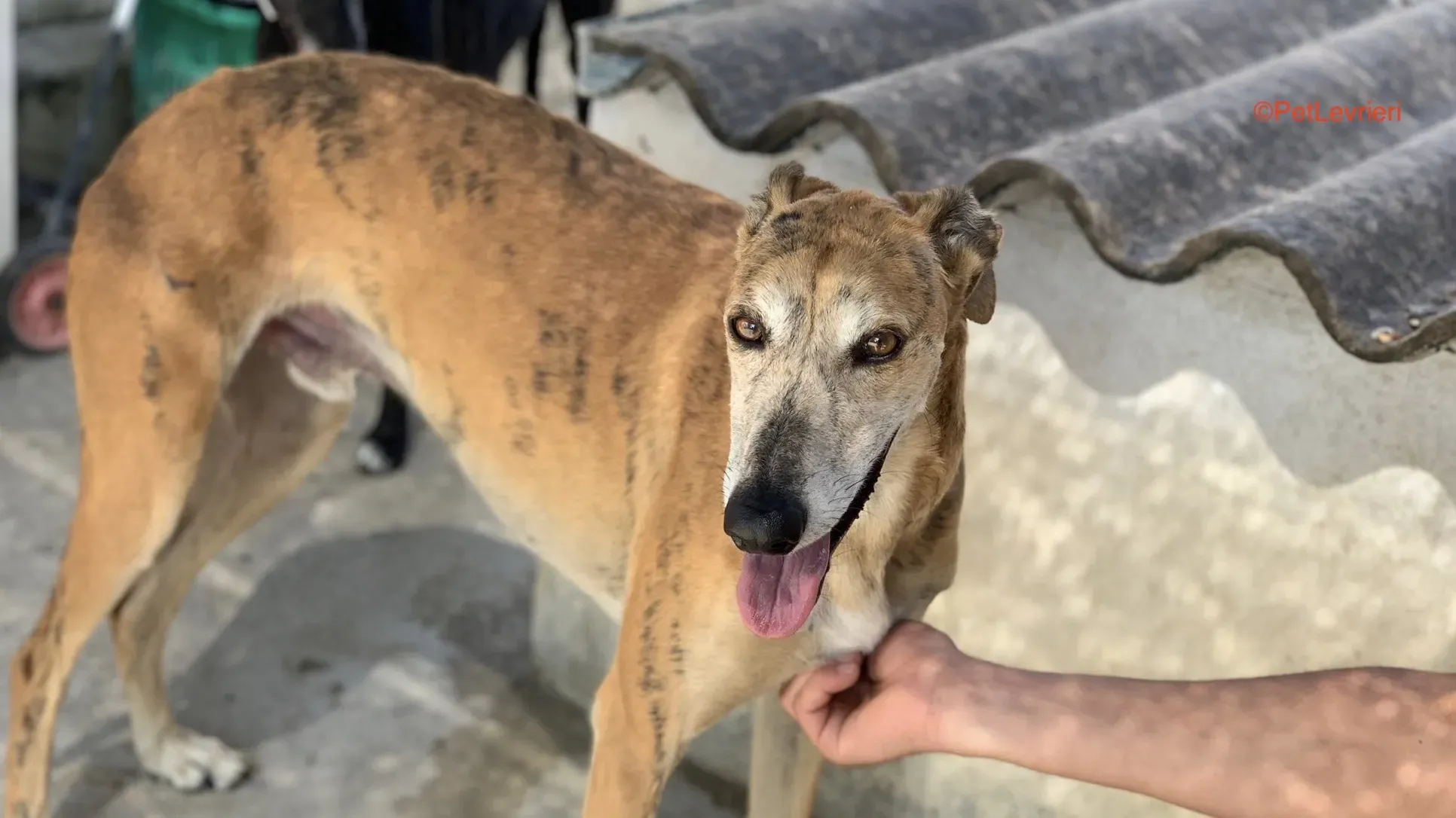 Costa adozione levrieri galgo 5