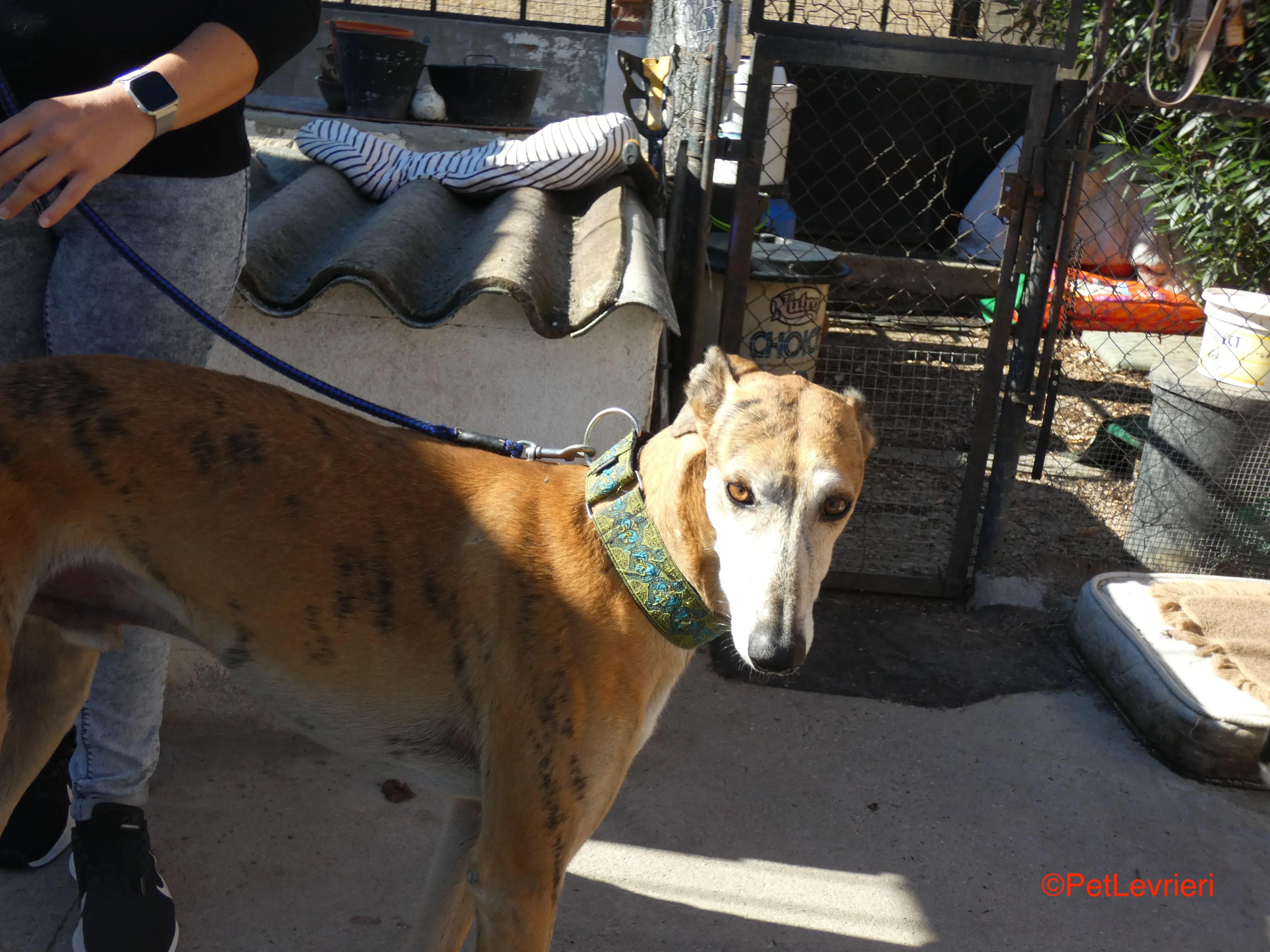 Costa adozione levrieri galgo 5JPG