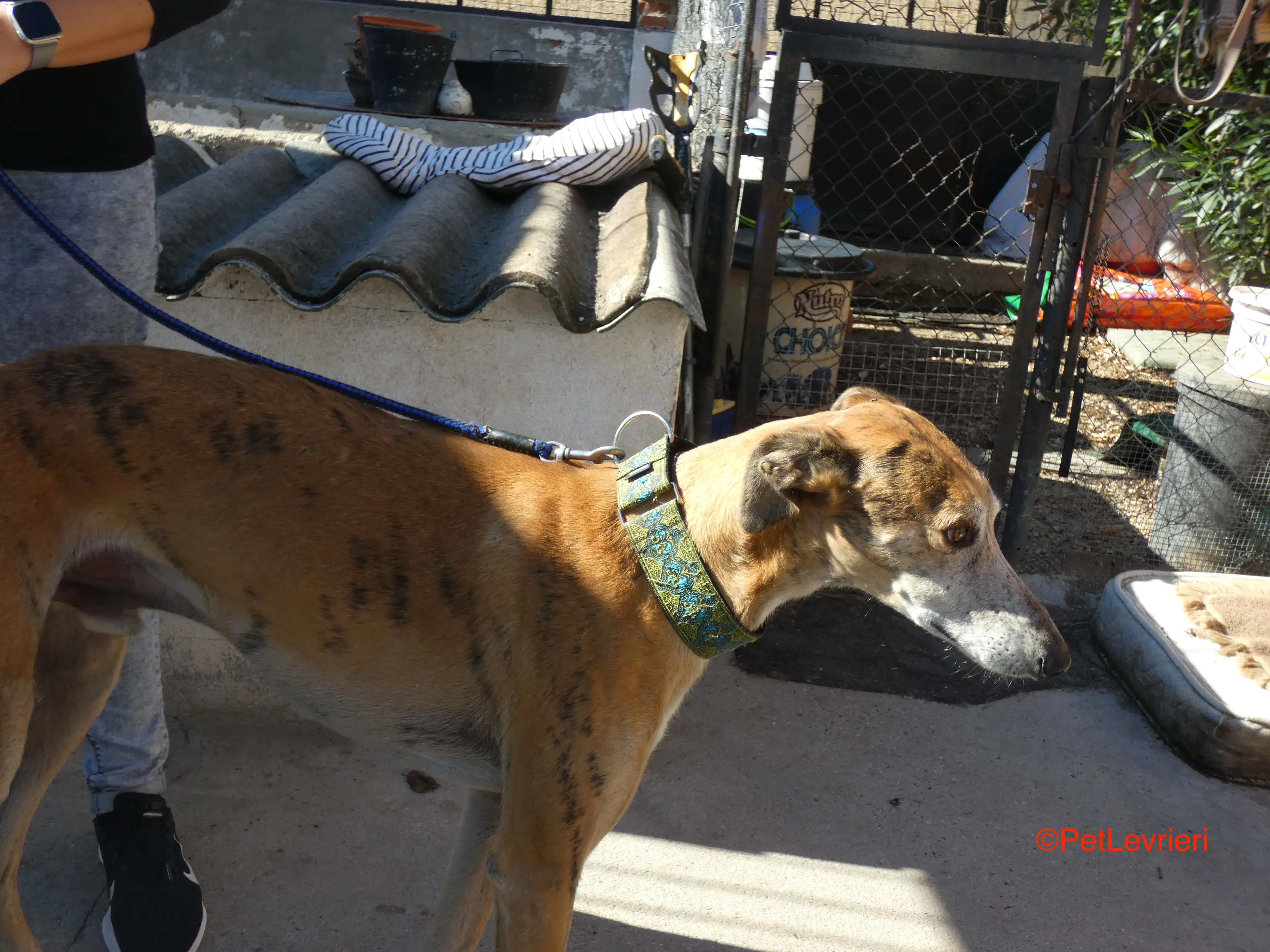 Costa adozione levrieri galgo 6JPG