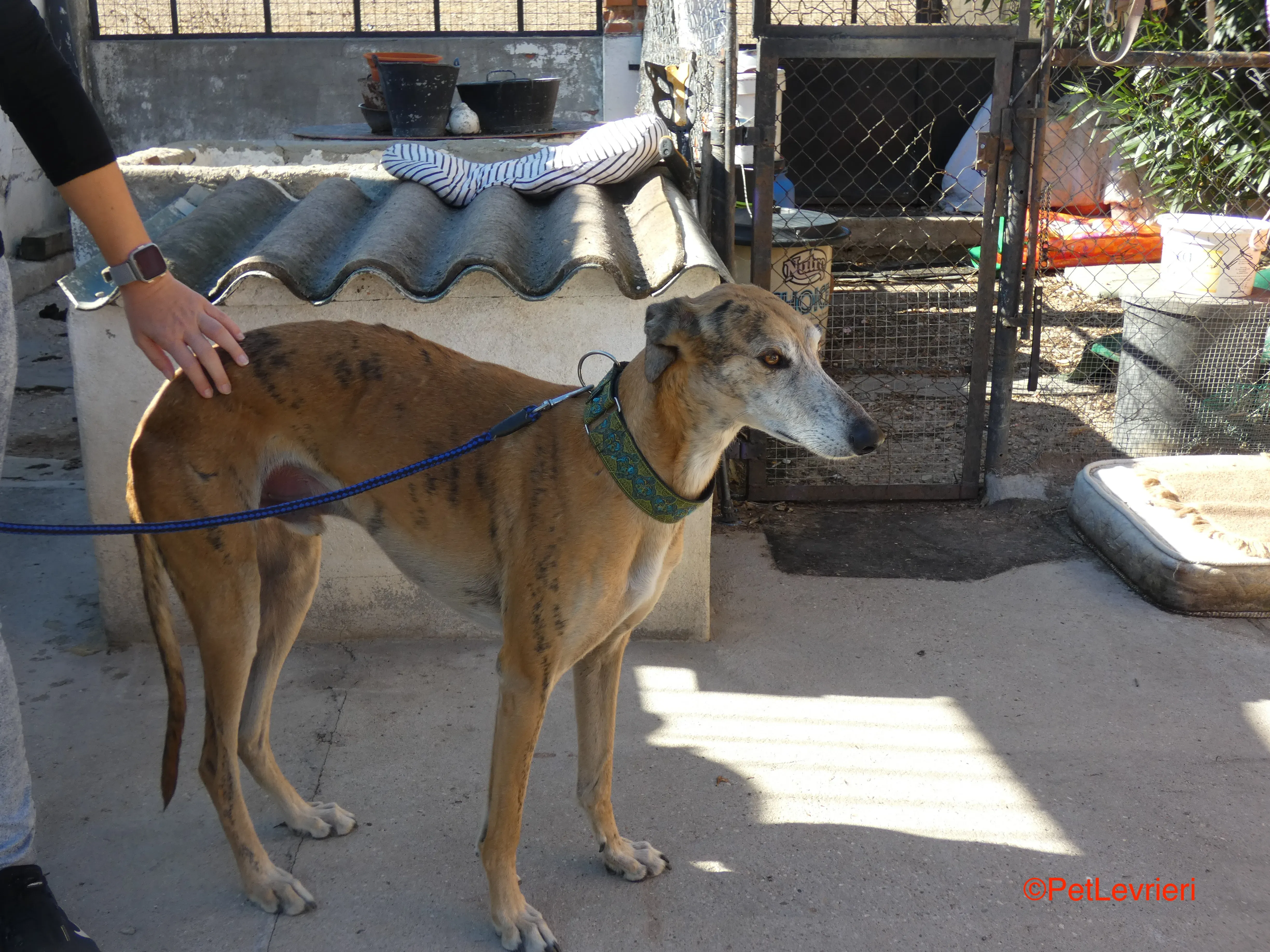 Costa adozione levrieri galgo 7JPG