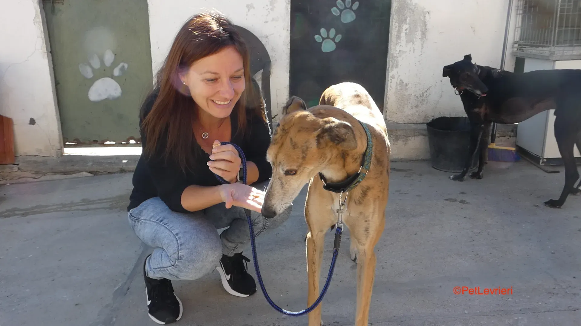 Costa adozione levrieri galgo 8JPG