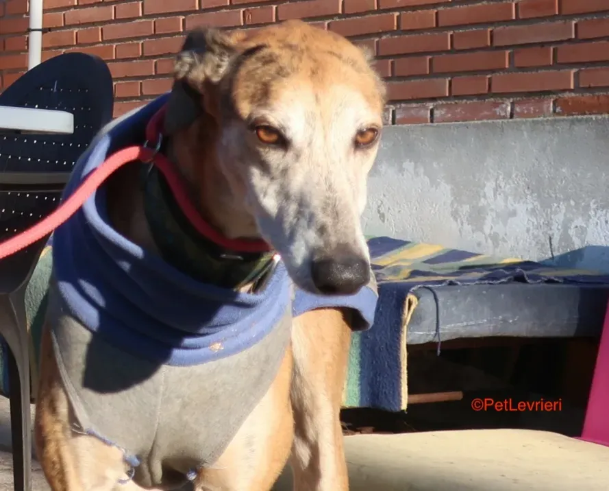 Costa.adozione levrieri galgo 3