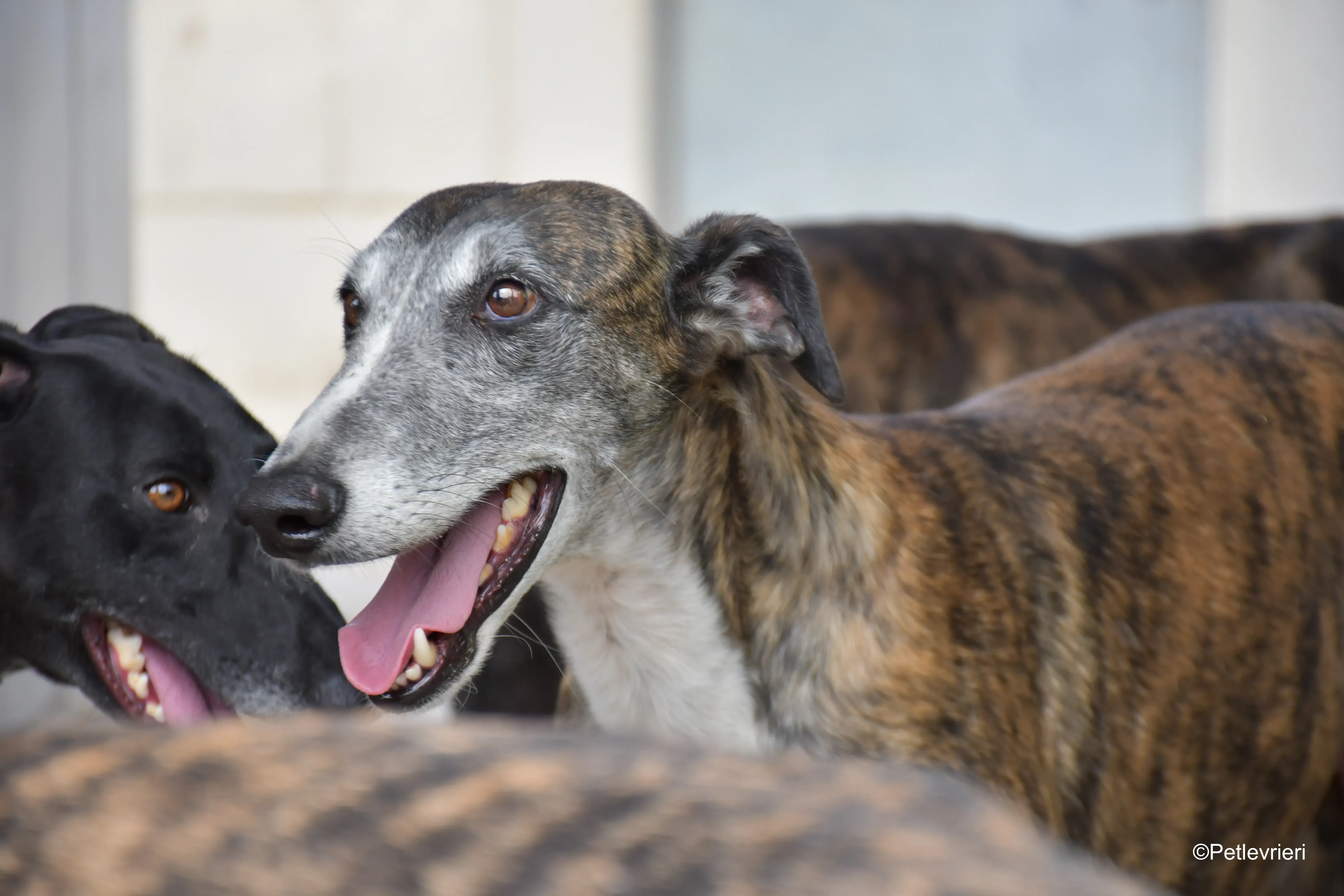 Costantin galgo adozione pet levrieri onlus 10