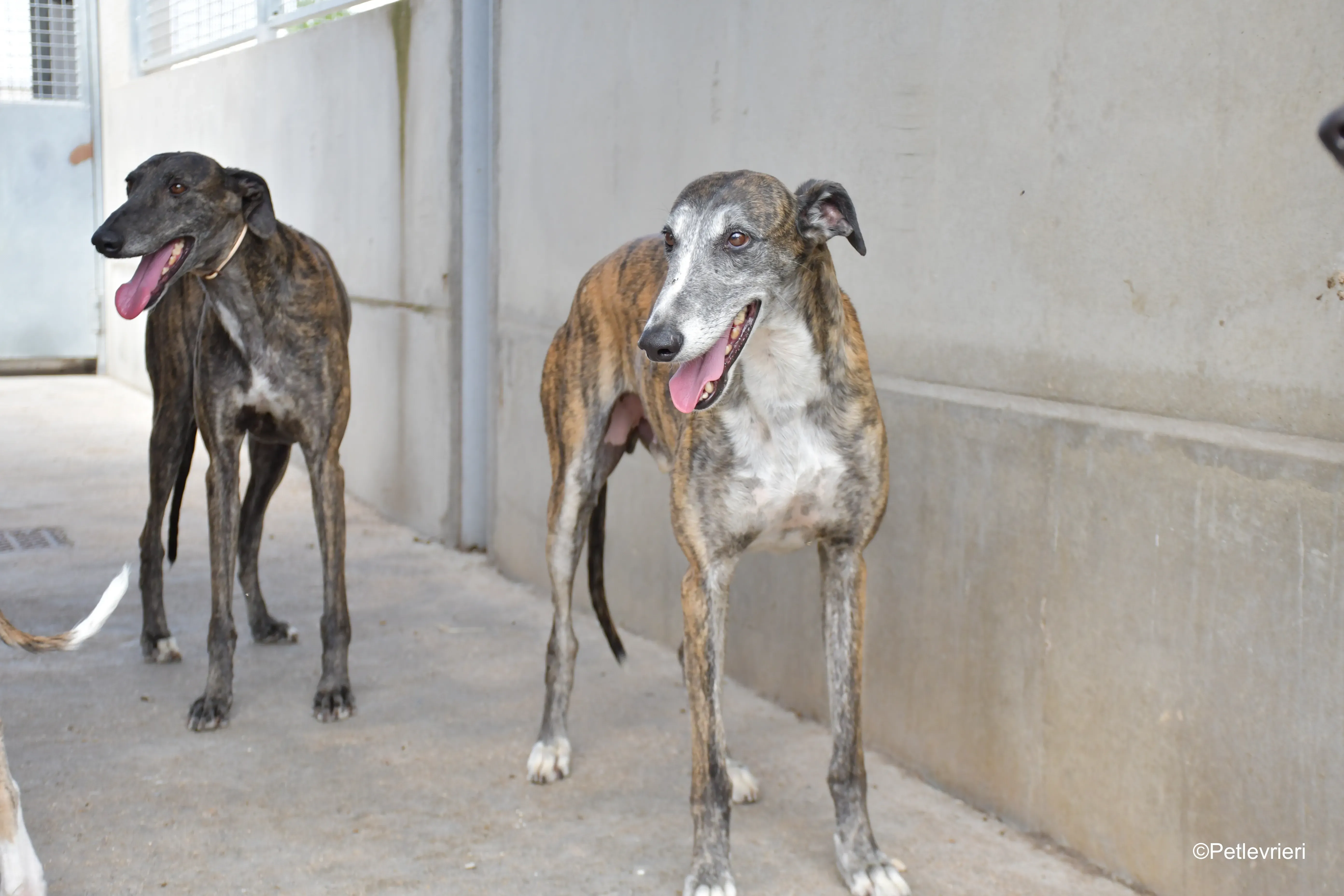Costantin galgo adozione pet levrieri onlus 11