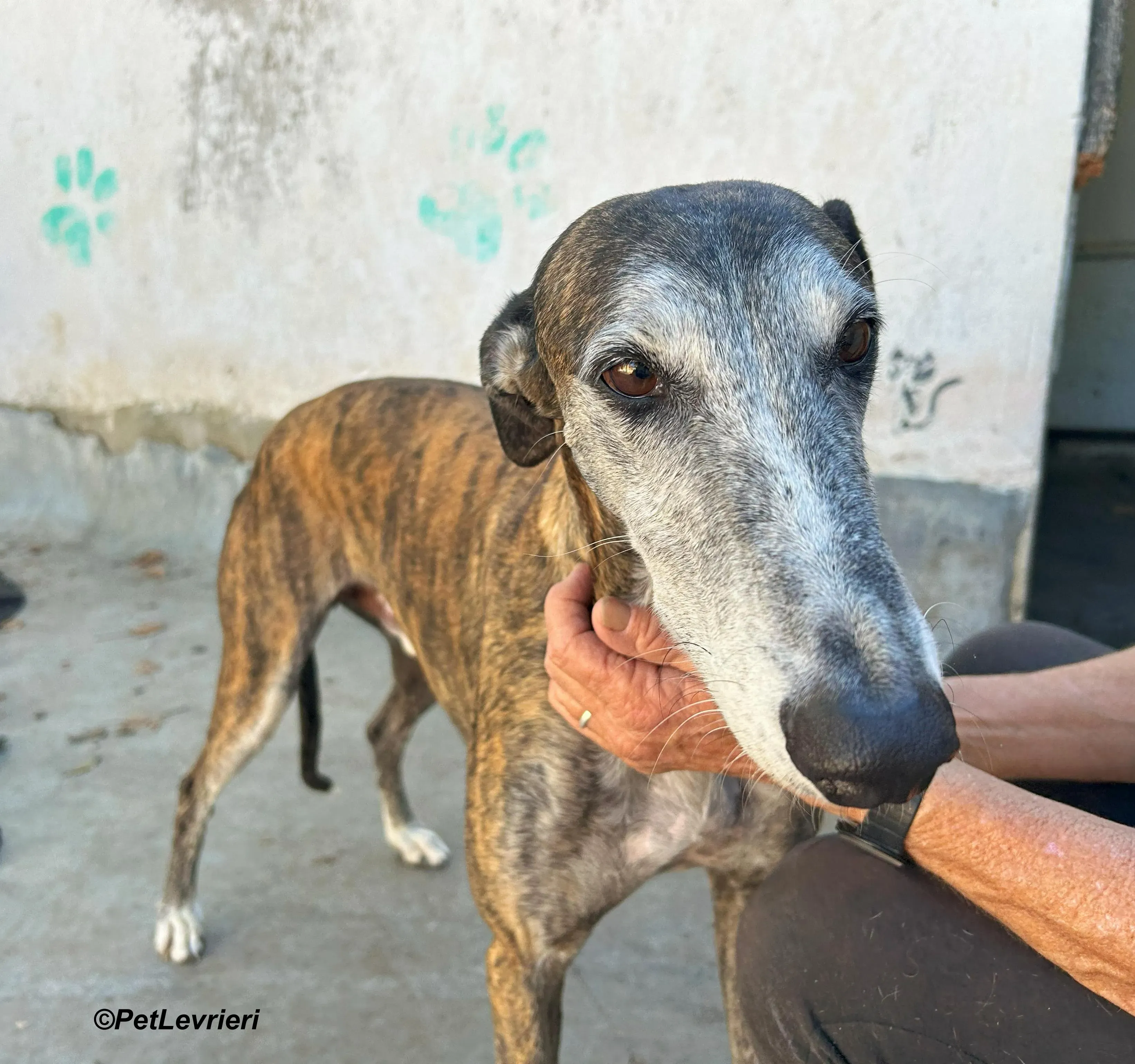 Costantin galgo adozione pet levrieri onlus 12