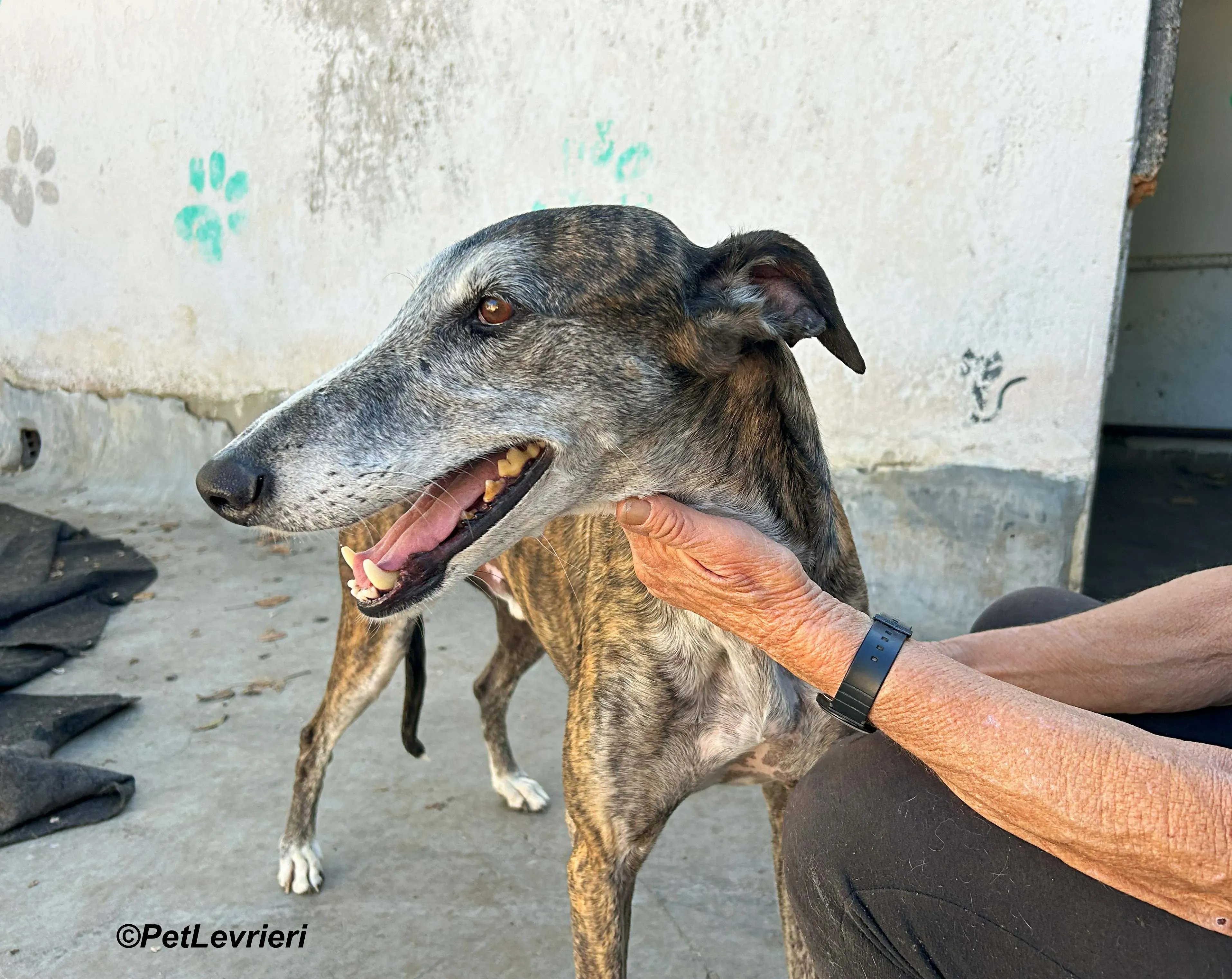Costantin galgo adozione pet levrieri onlus 13